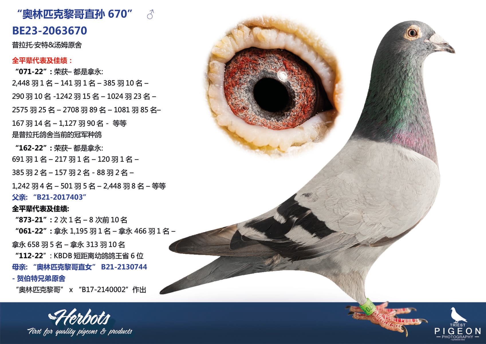 pigeon: undefined