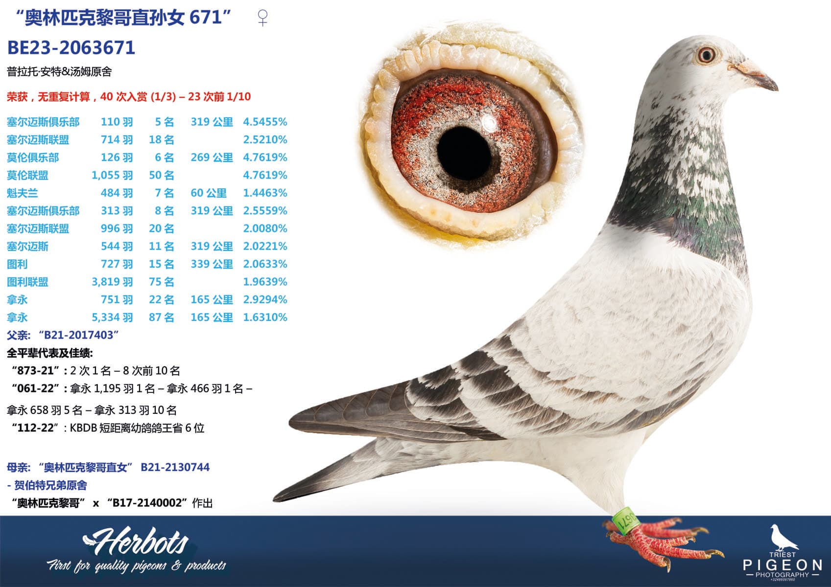 pigeon: undefined