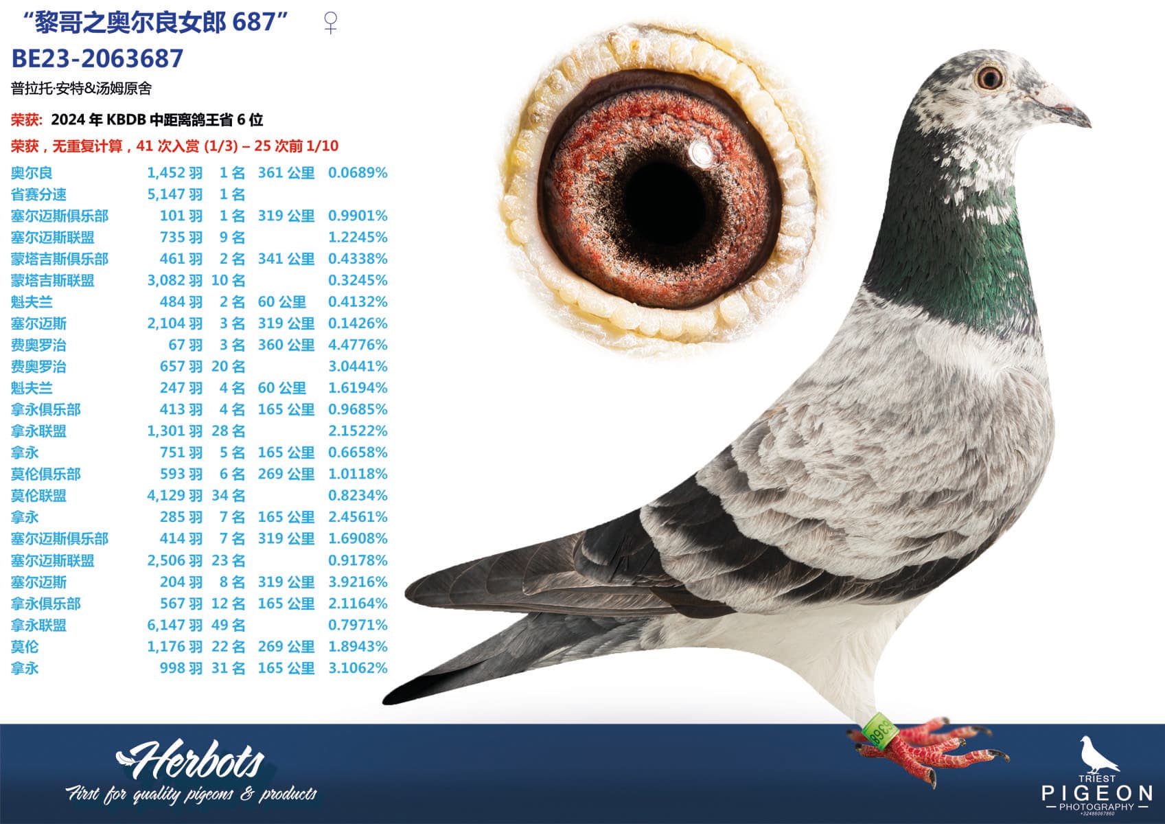 pigeon: undefined