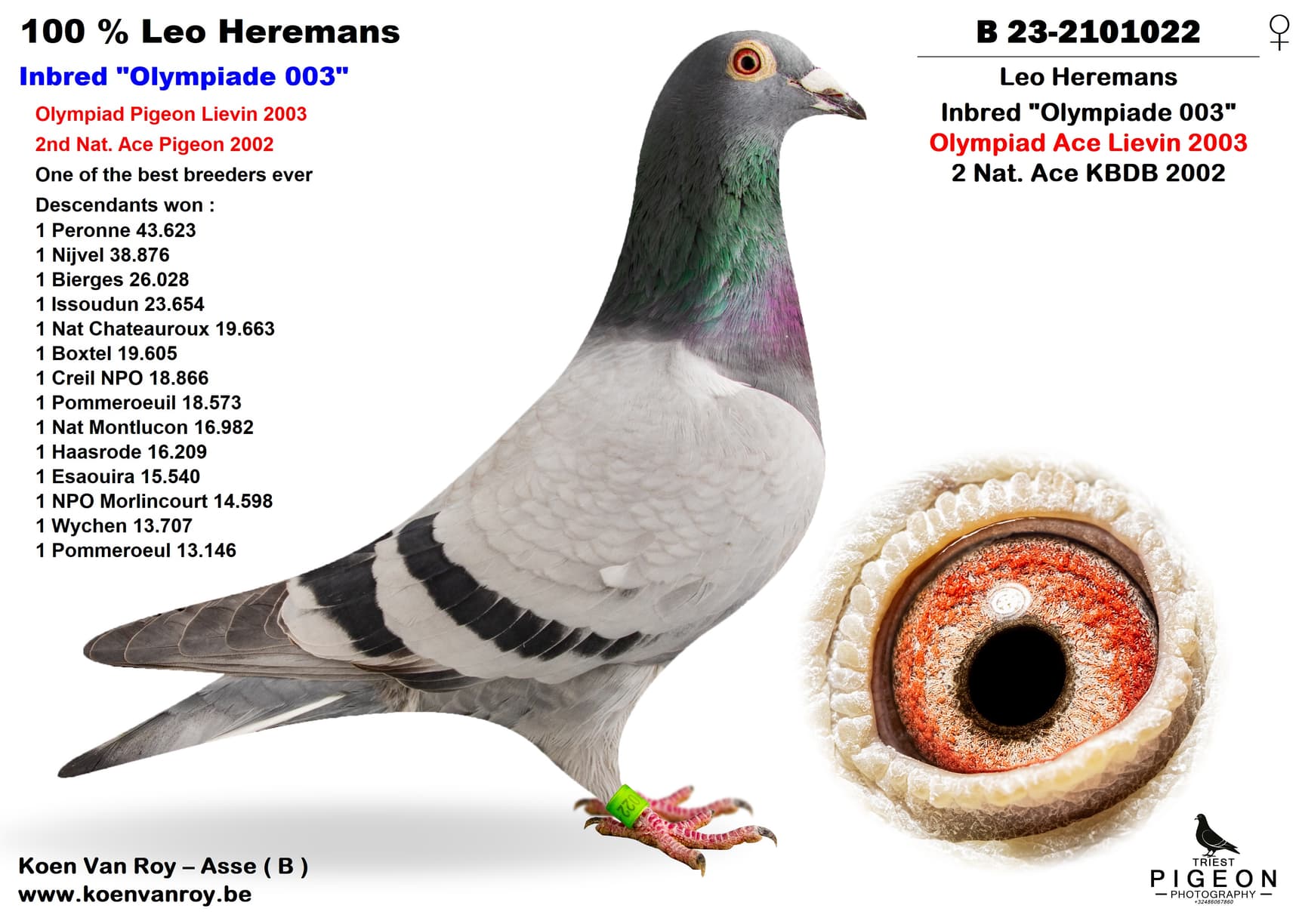 100 % Leo Heremans Inbred "Olympiade 003"