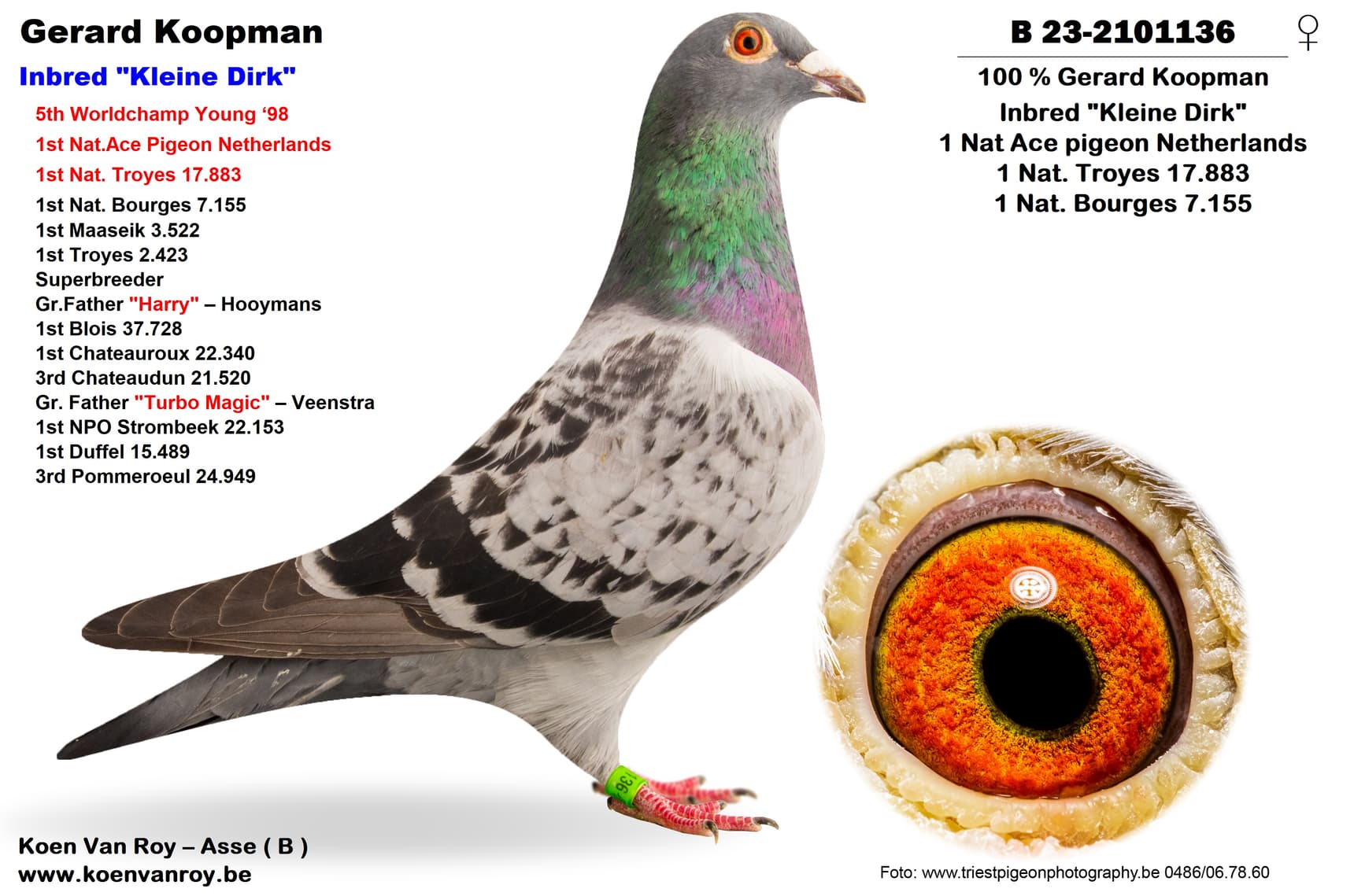 100% Gerard Koopman Inbred "Kleine Dirk"