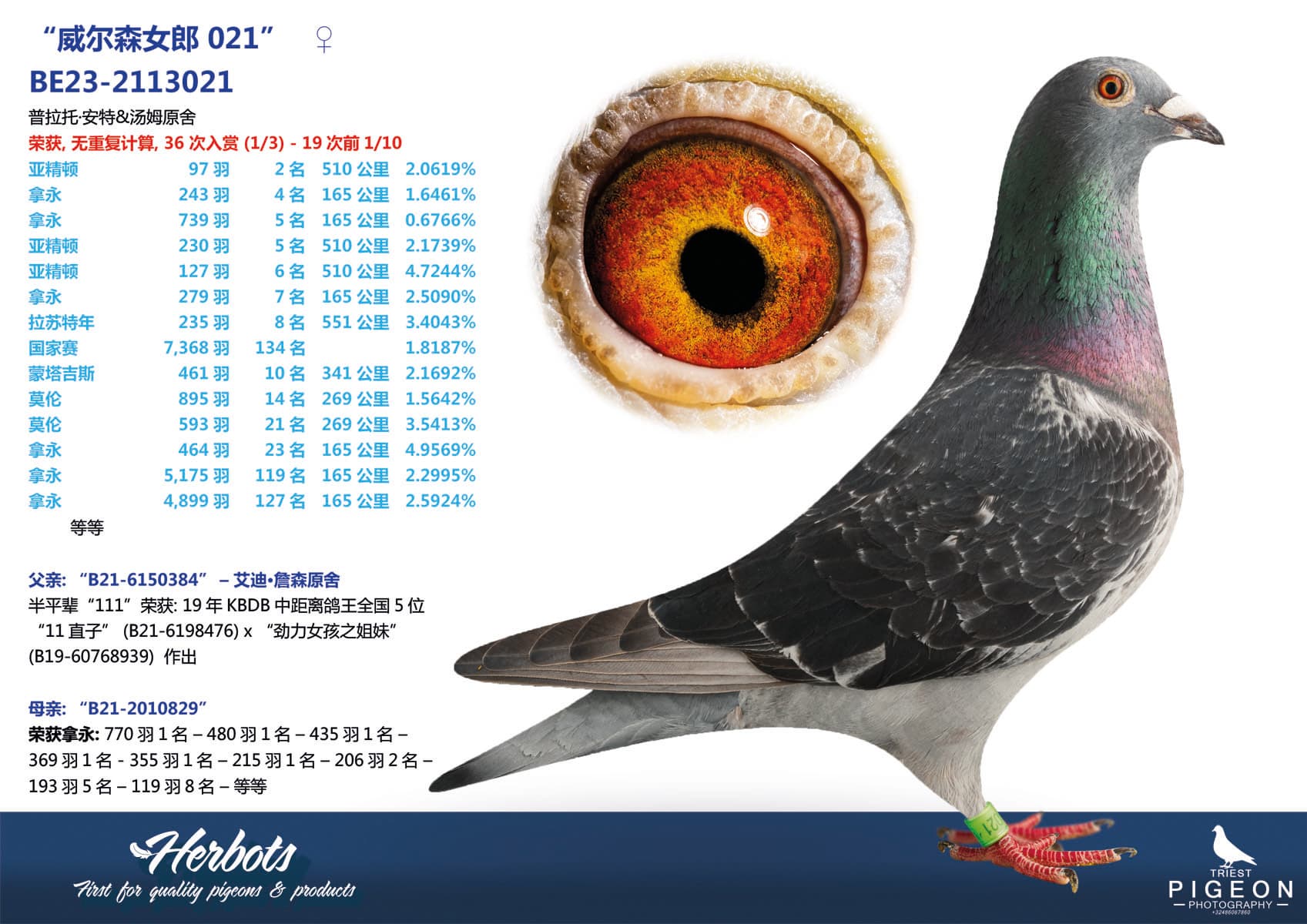 pigeon: undefined