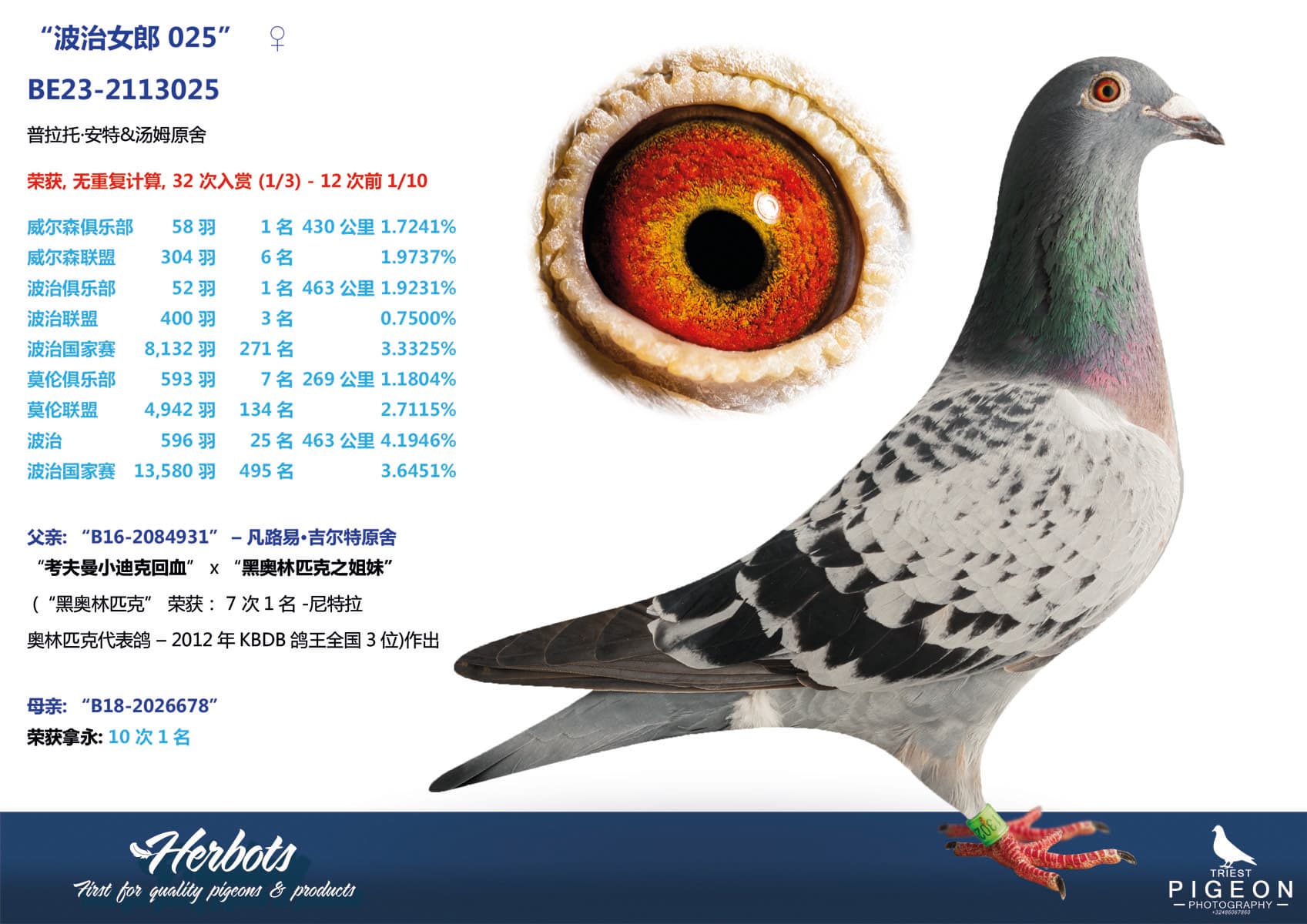 pigeon: undefined