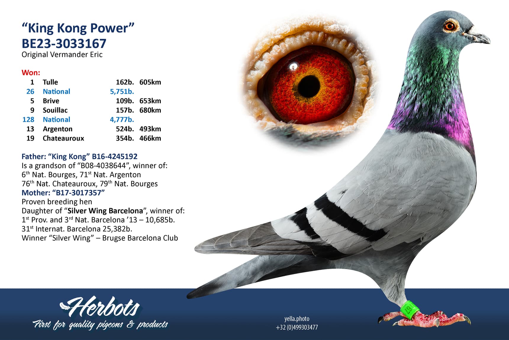 pigeon: undefined