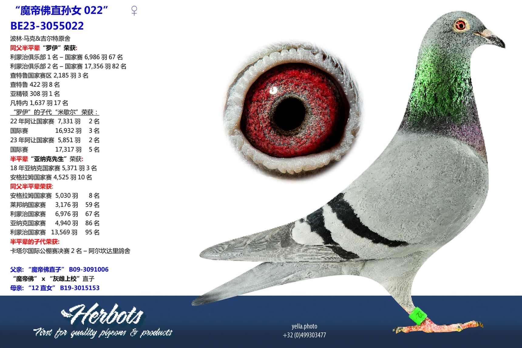 pigeon: undefined