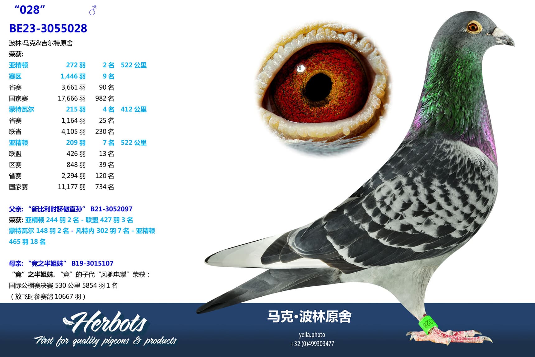 pigeon: undefined