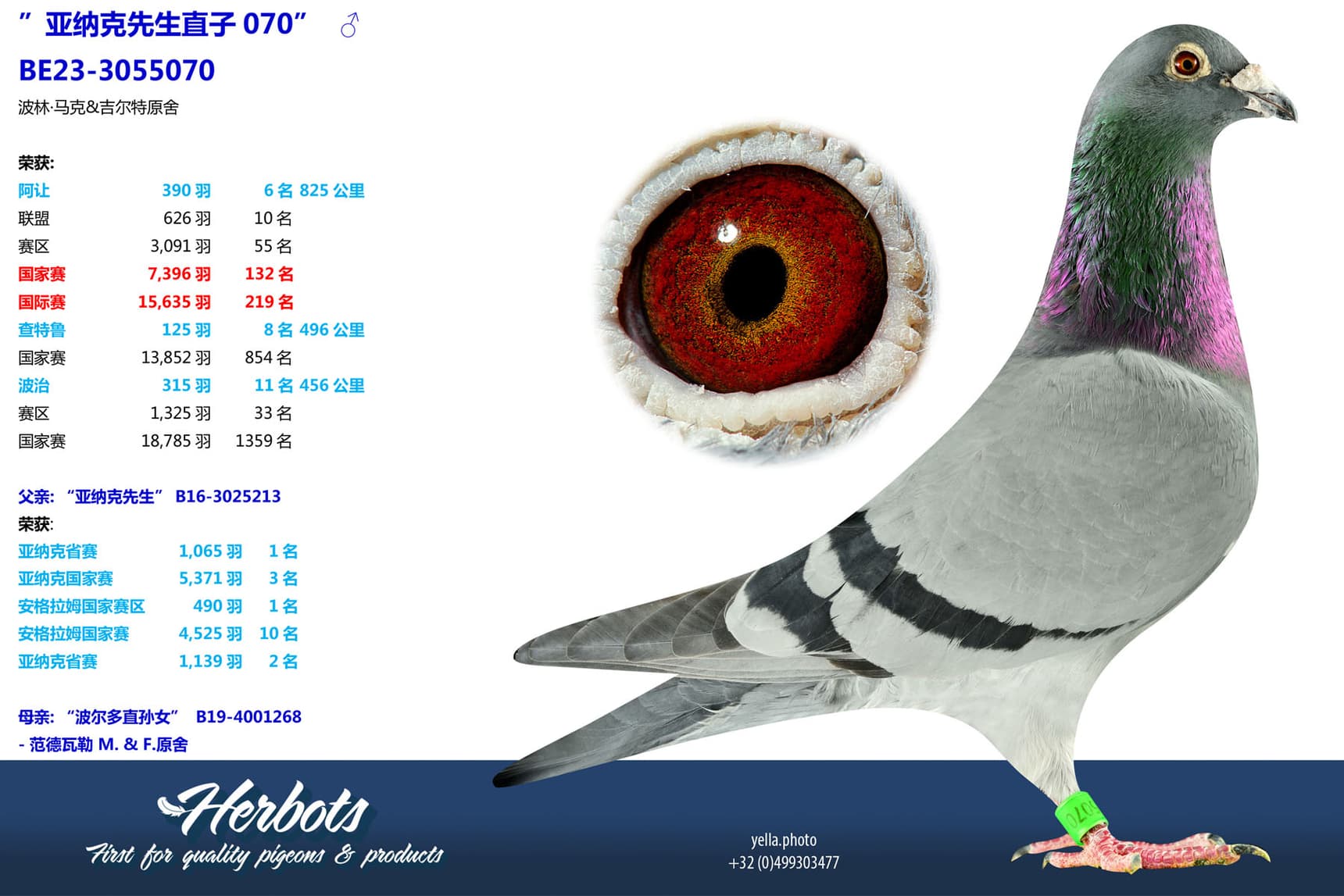 pigeon: undefined