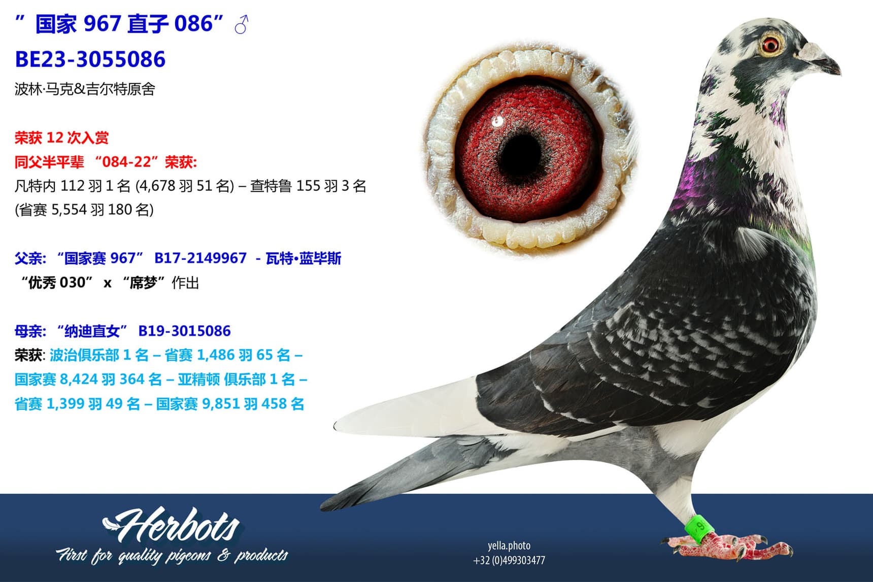 pigeon: undefined