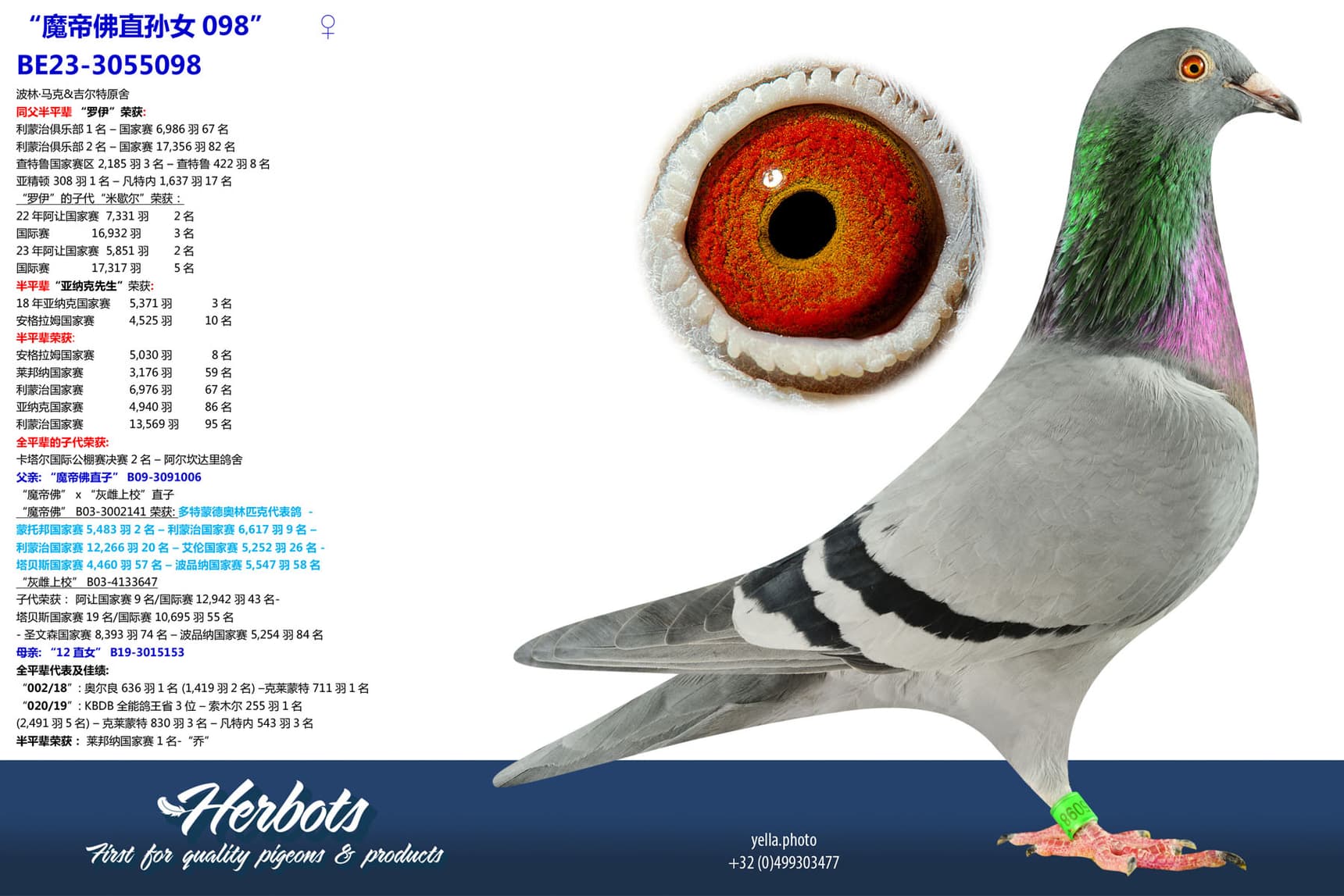 pigeon: undefined