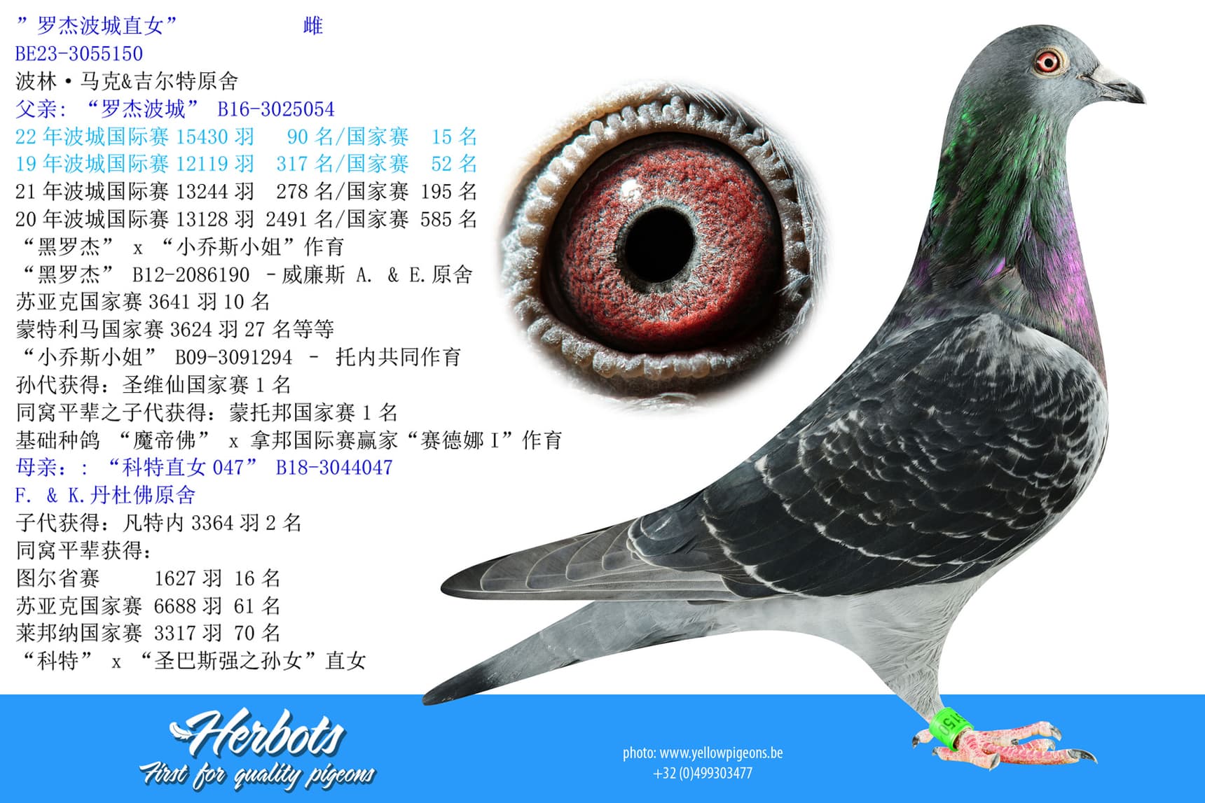 pigeon: undefined