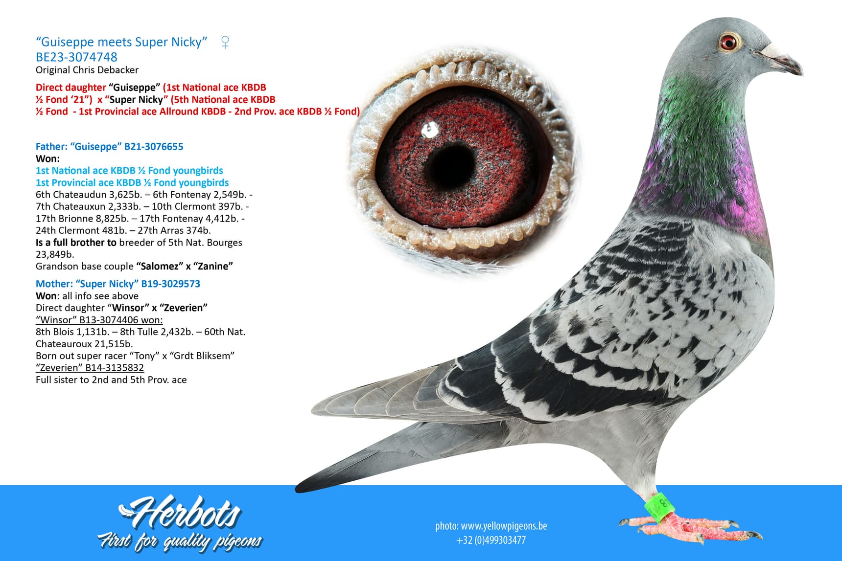 pigeon: undefined