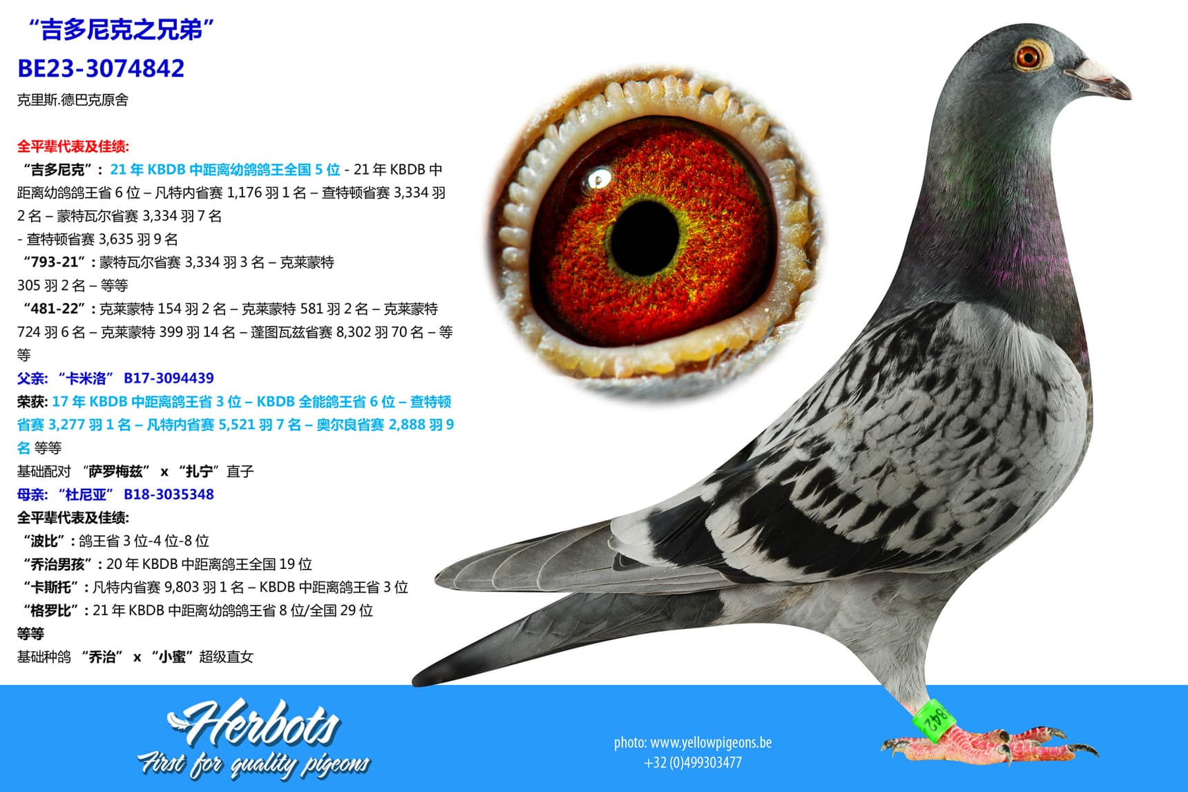 pigeon: undefined