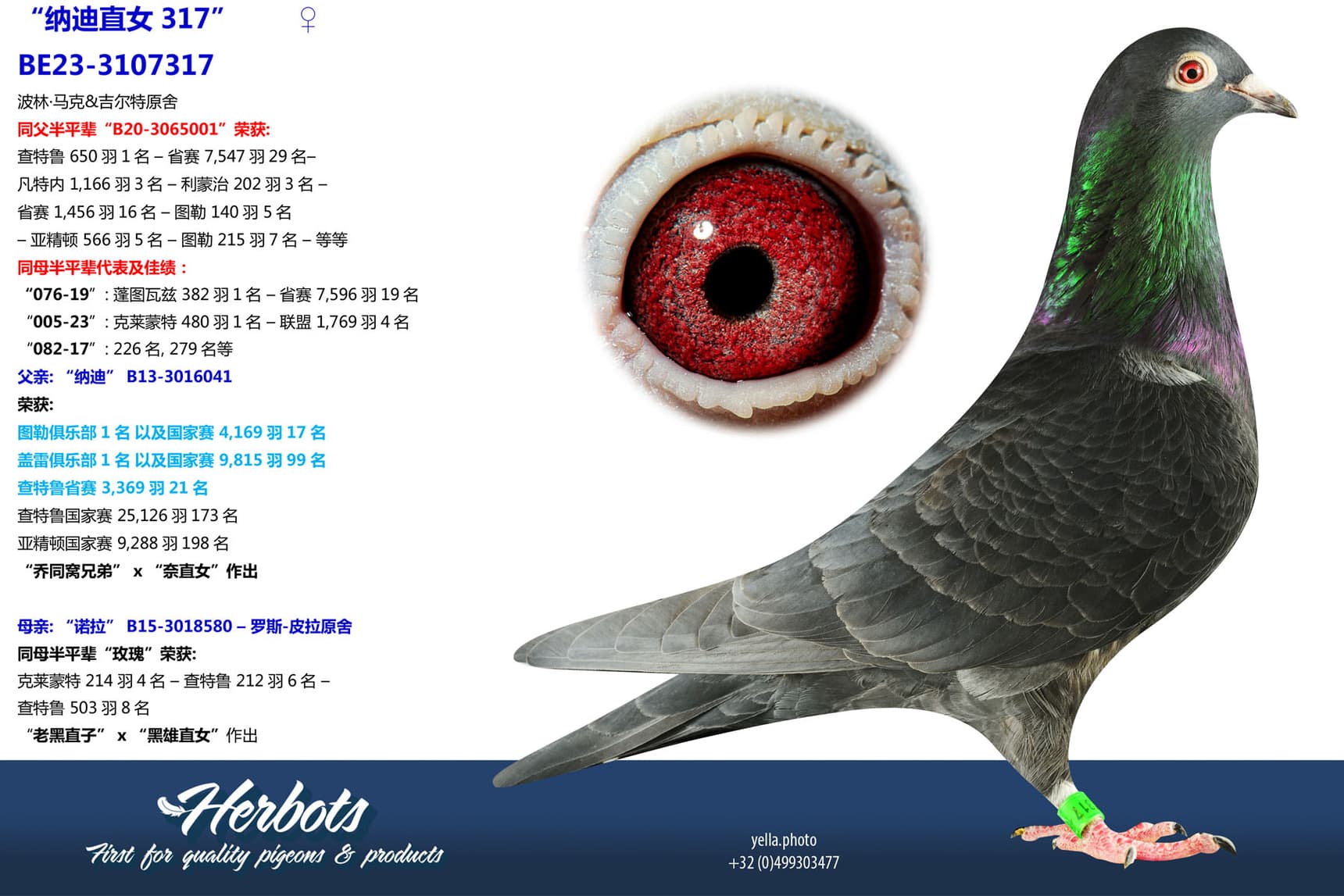 pigeon: undefined