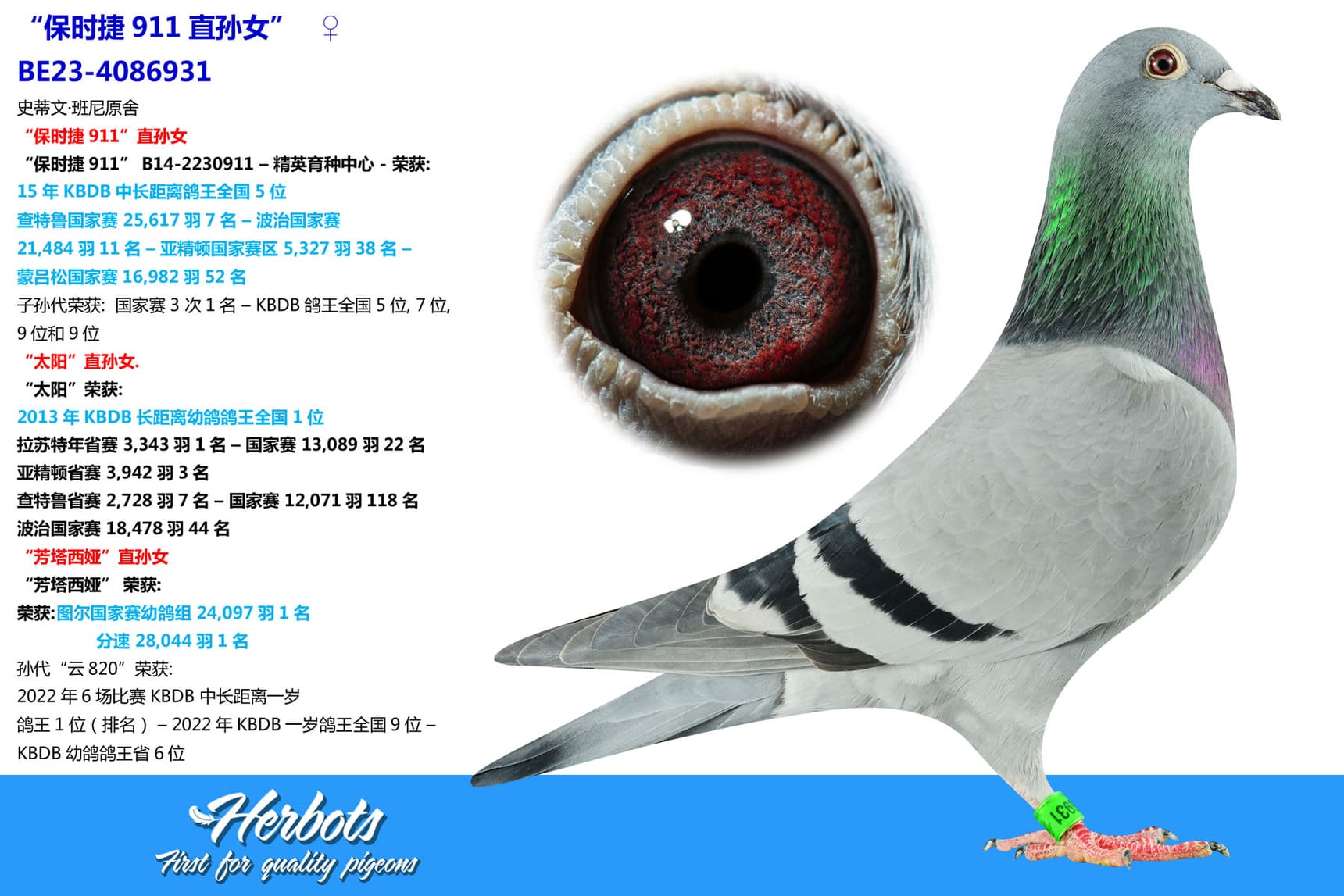 pigeon: “保时捷911直孙女”