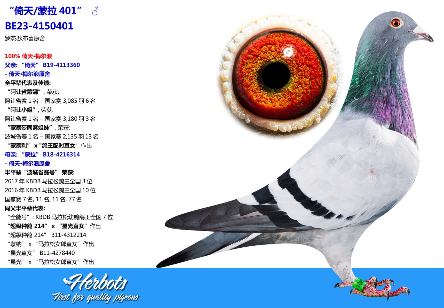 pigeon: undefined