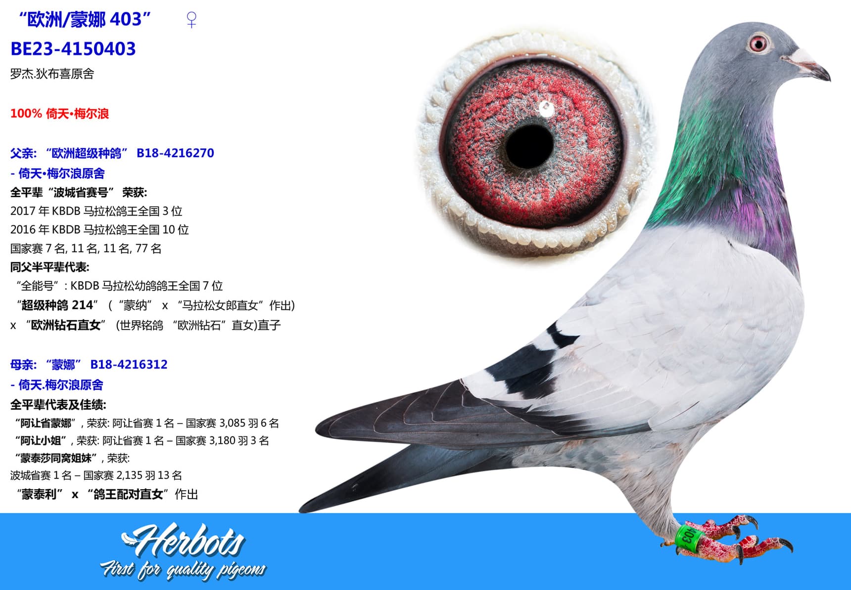 pigeon: undefined