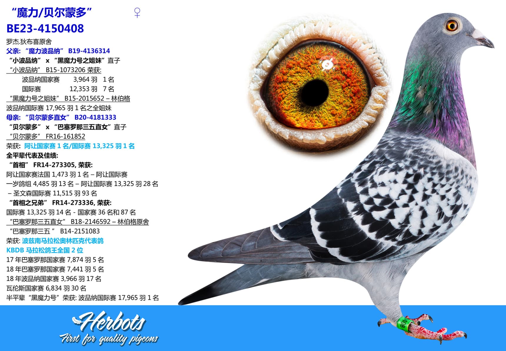 pigeon: undefined