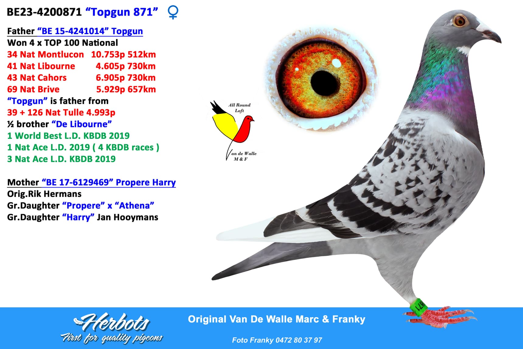 pigeon: undefined