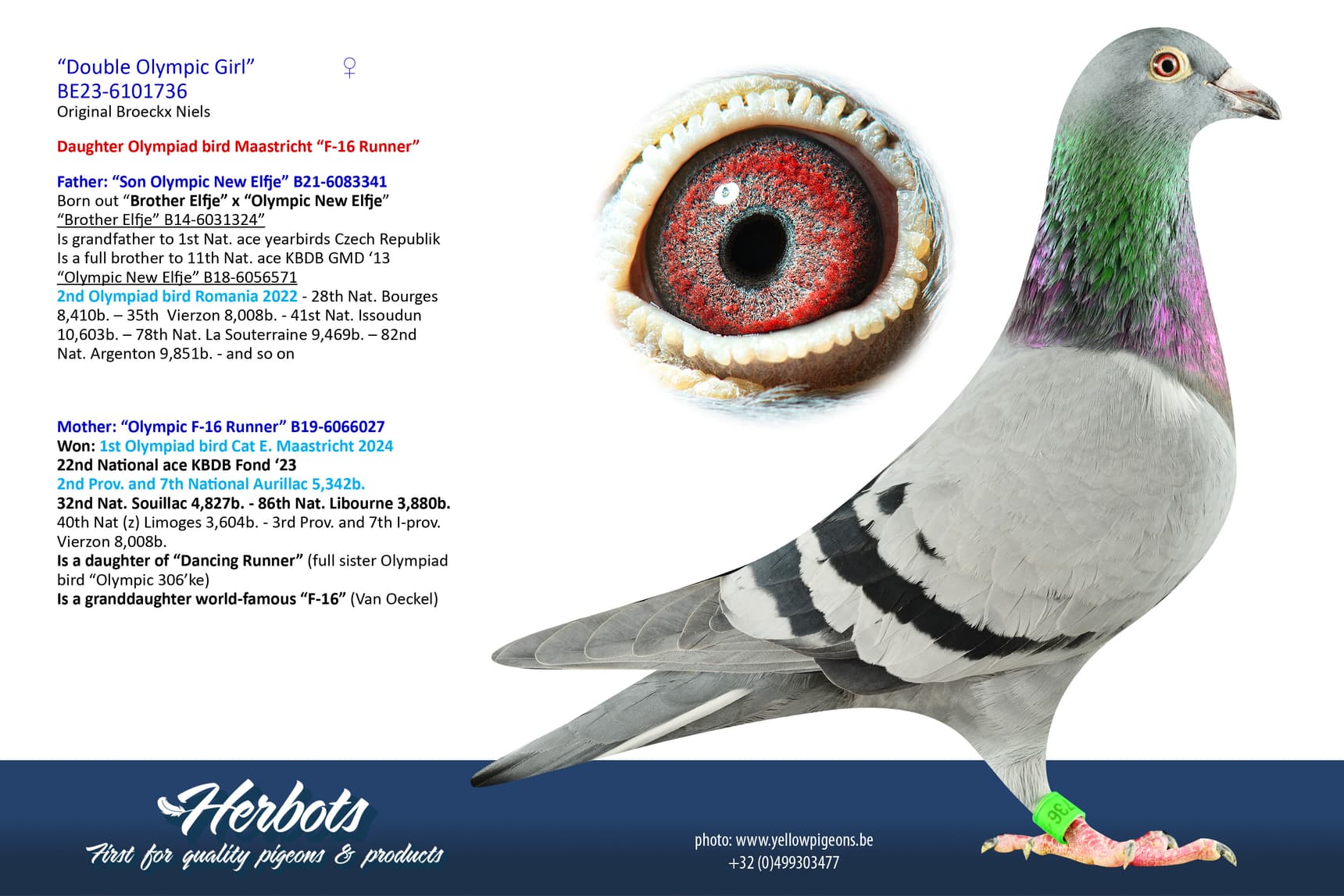 pigeon: undefined