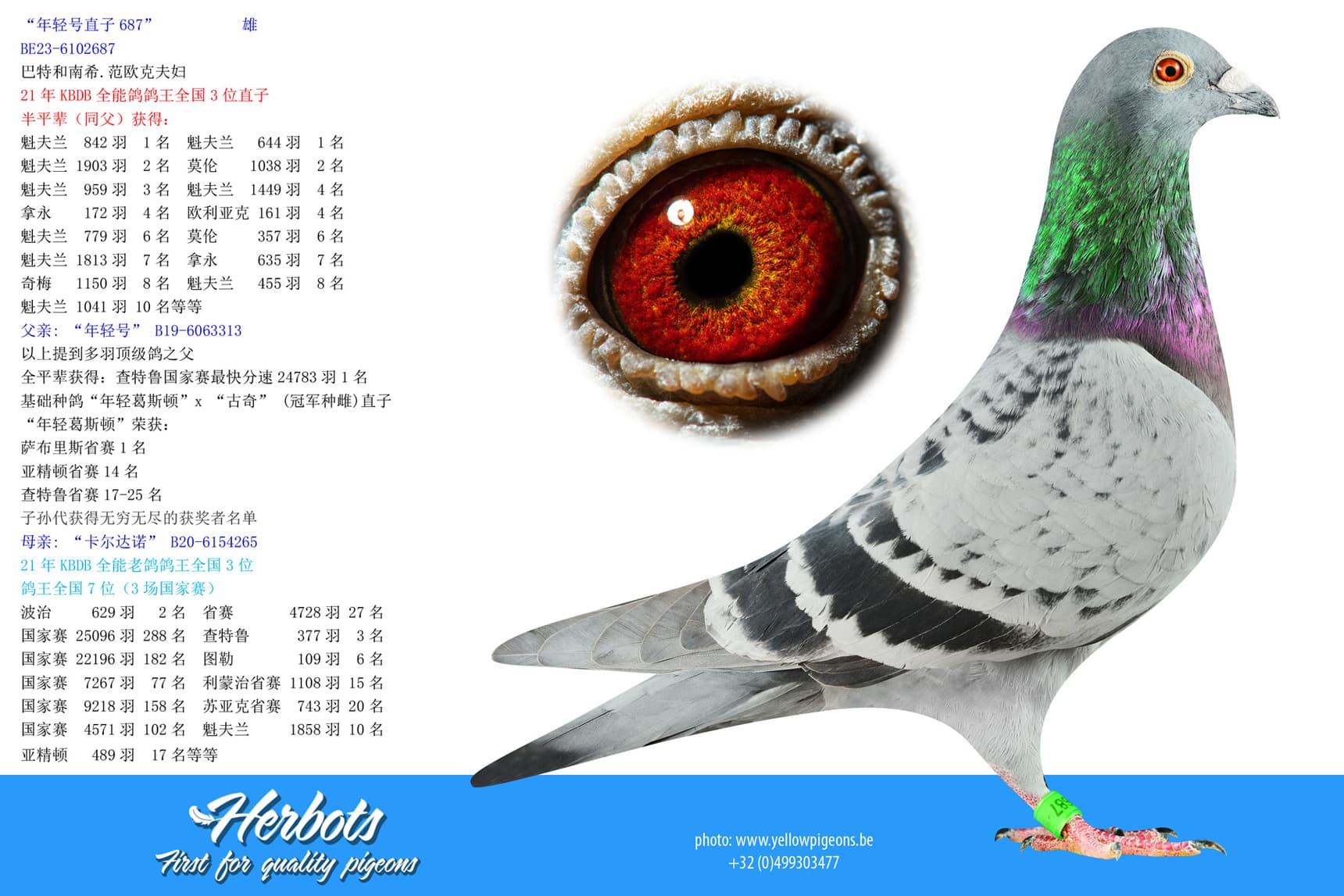 pigeon: undefined