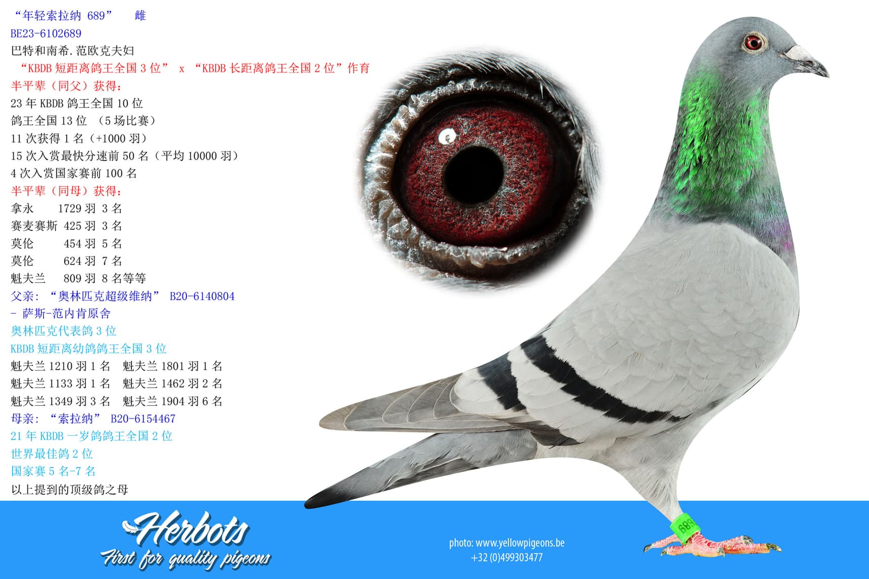 pigeon: undefined