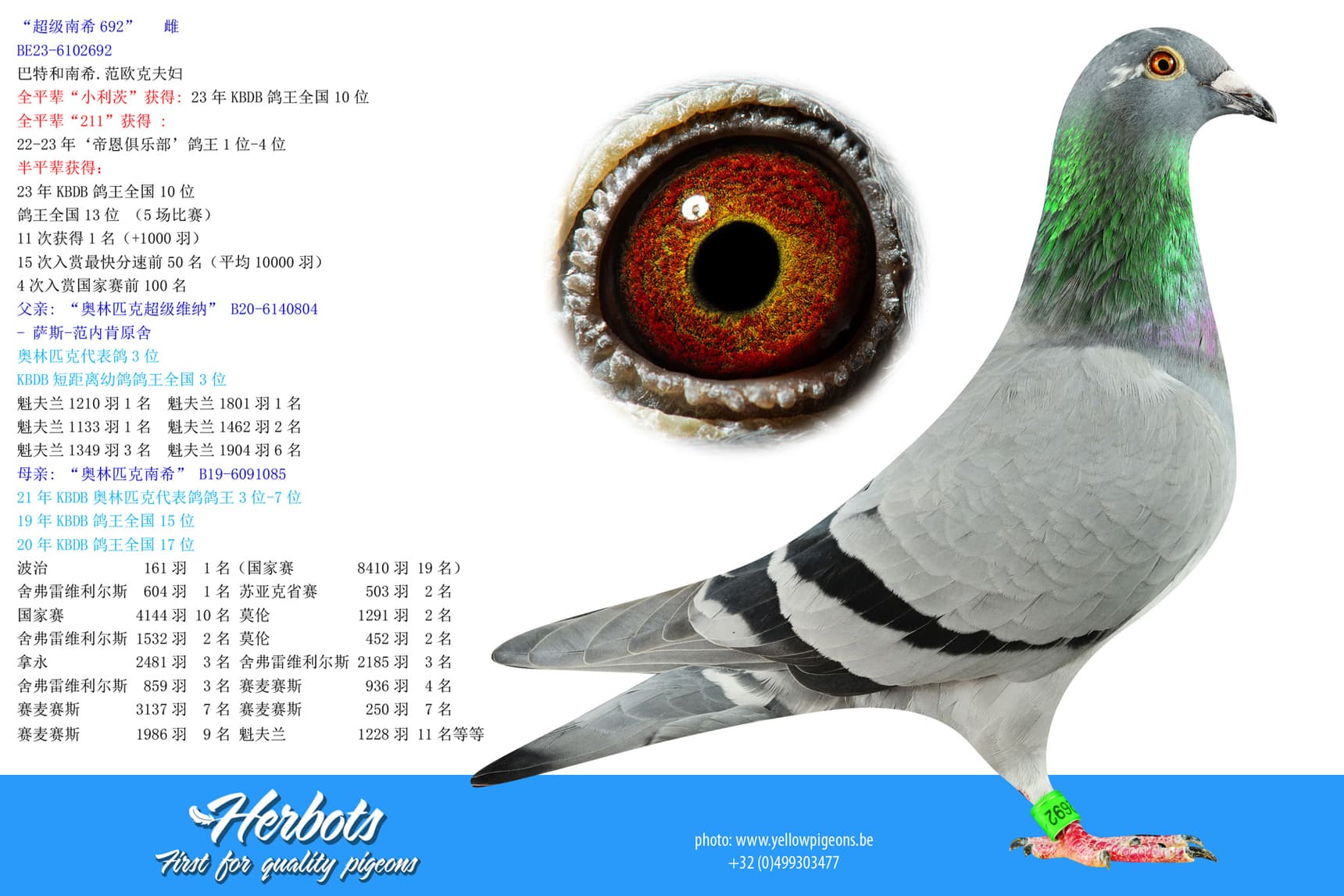 pigeon: undefined