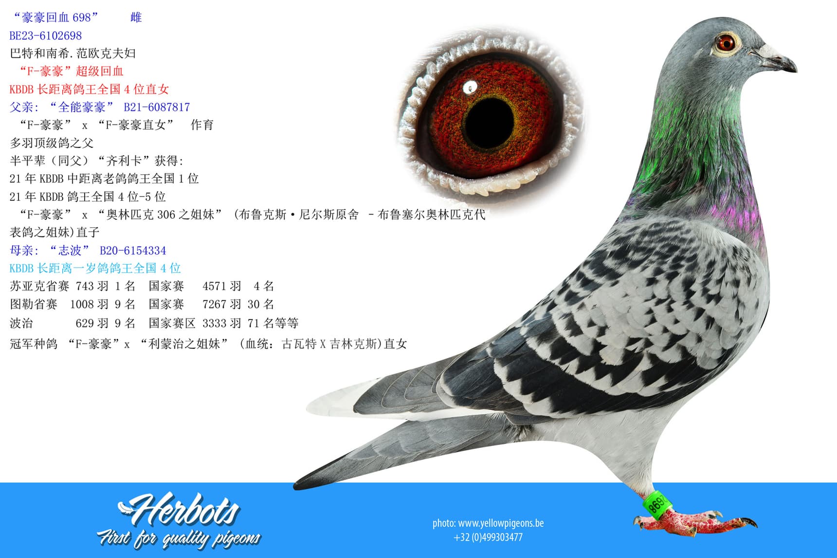 pigeon: undefined