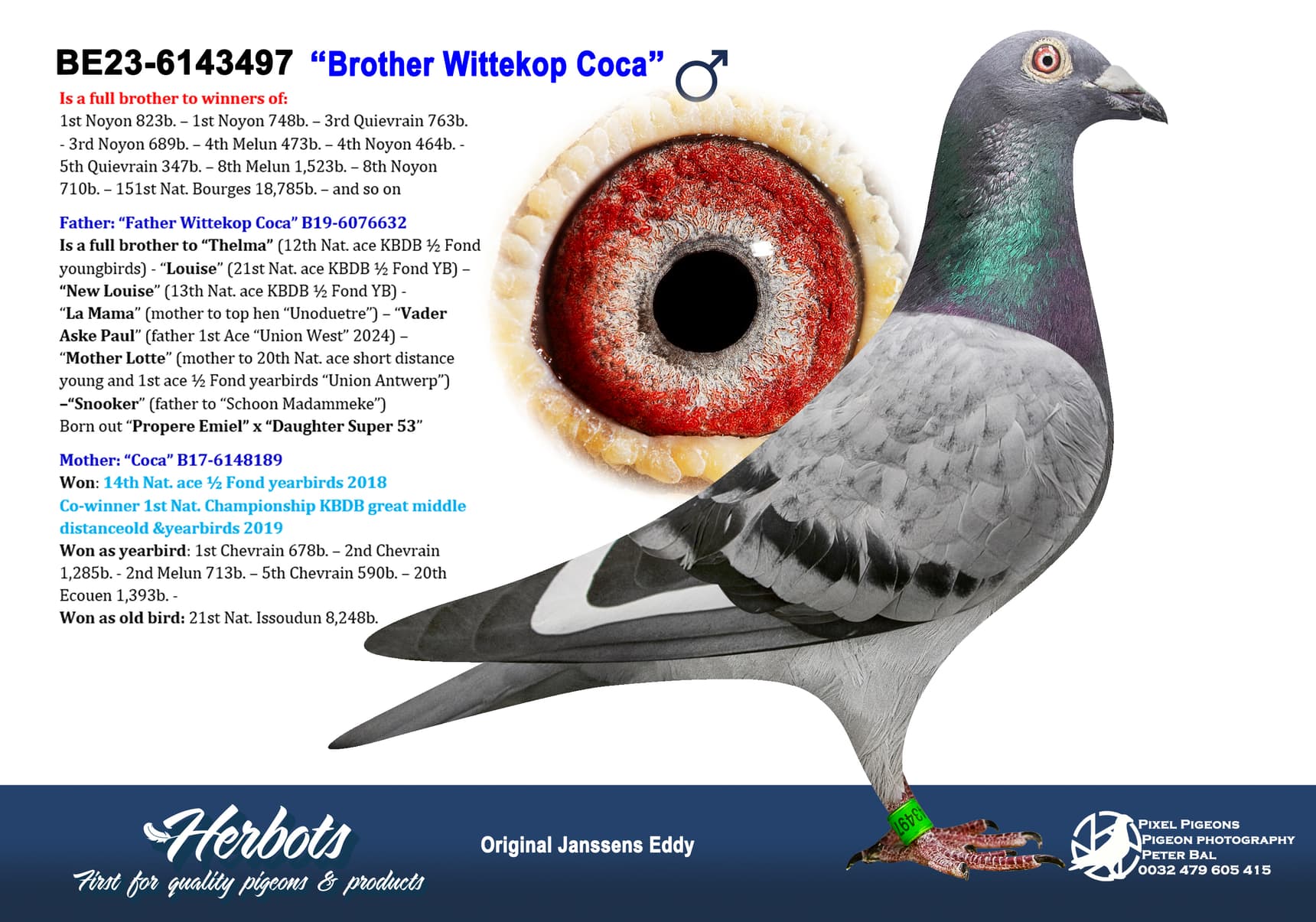 pigeon: undefined