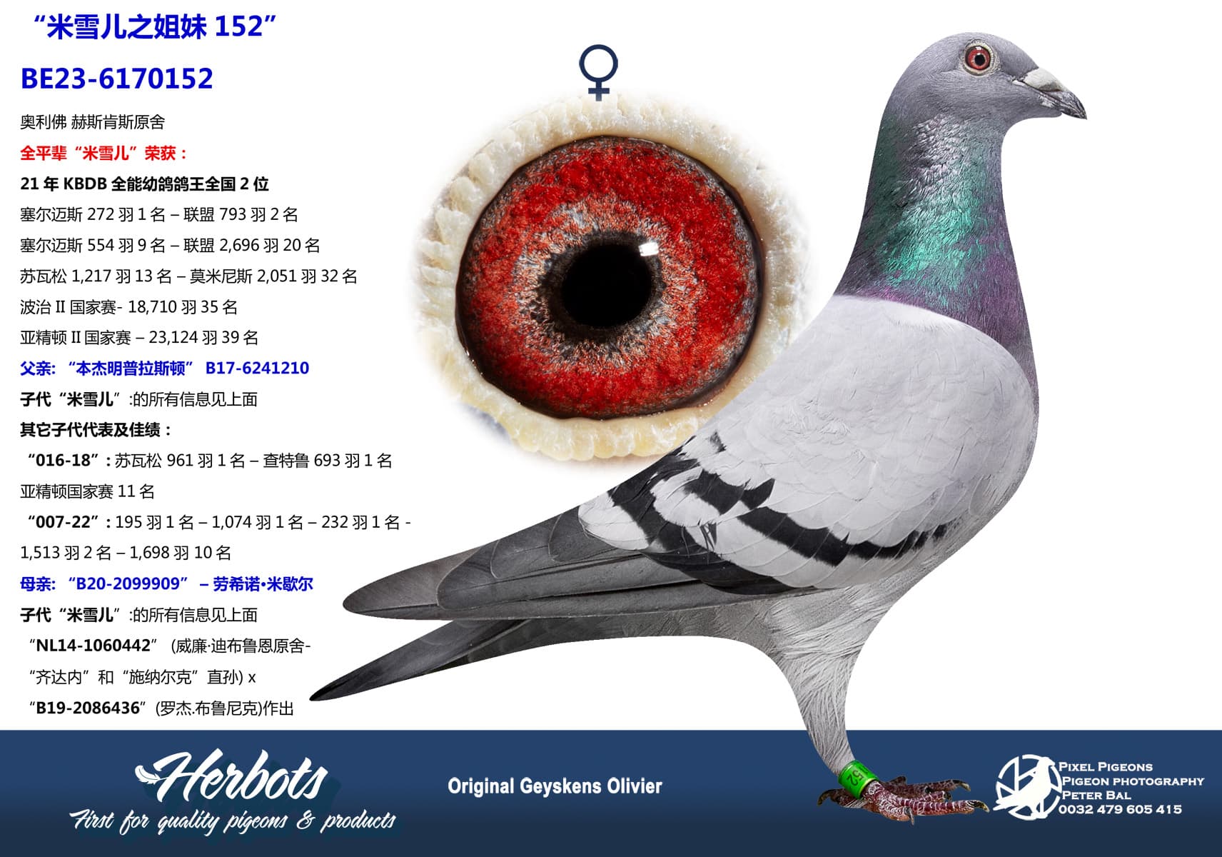 pigeon: undefined