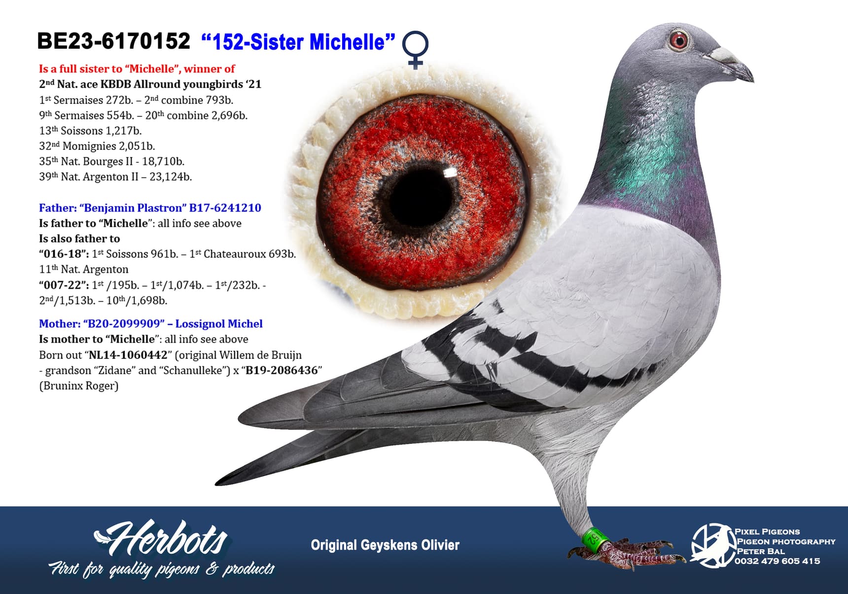 pigeon: undefined