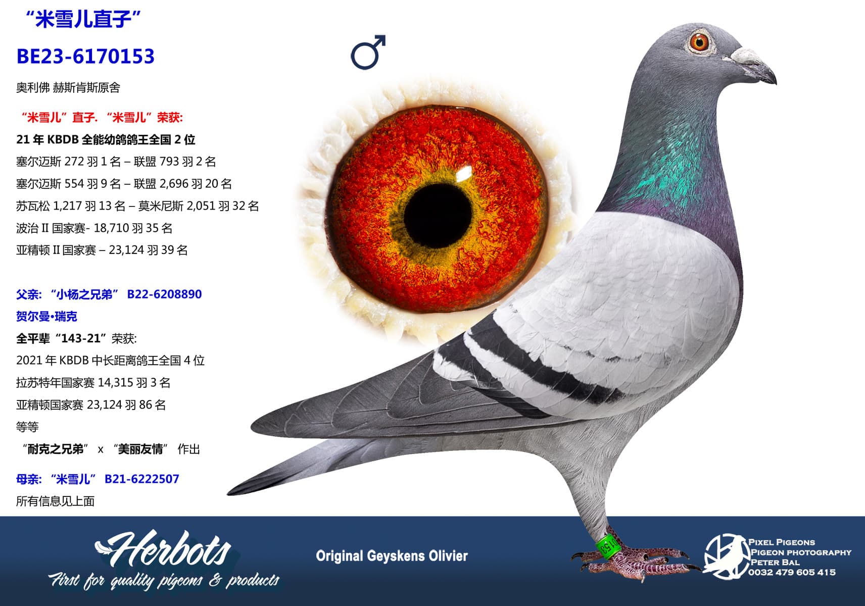 pigeon: undefined