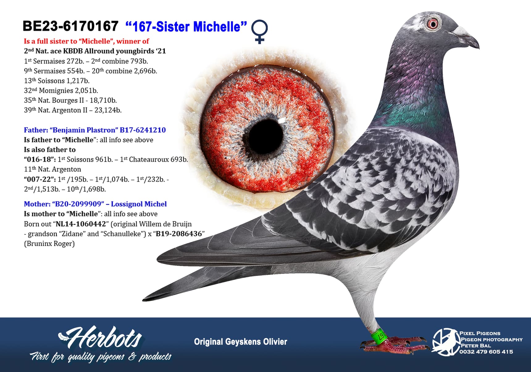 pigeon: undefined