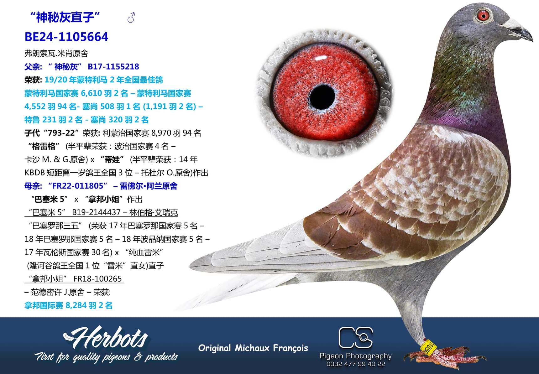 pigeon: “神秘灰直子”