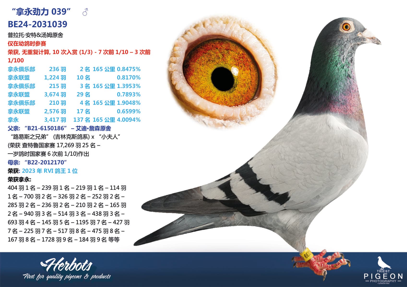 pigeon: undefined