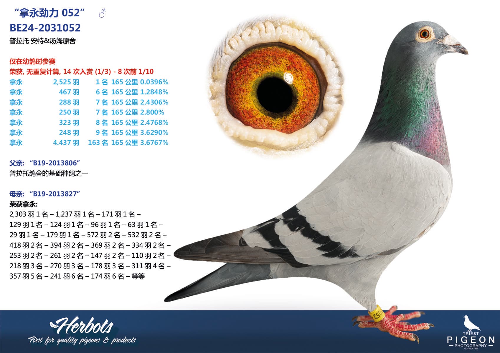 pigeon: undefined