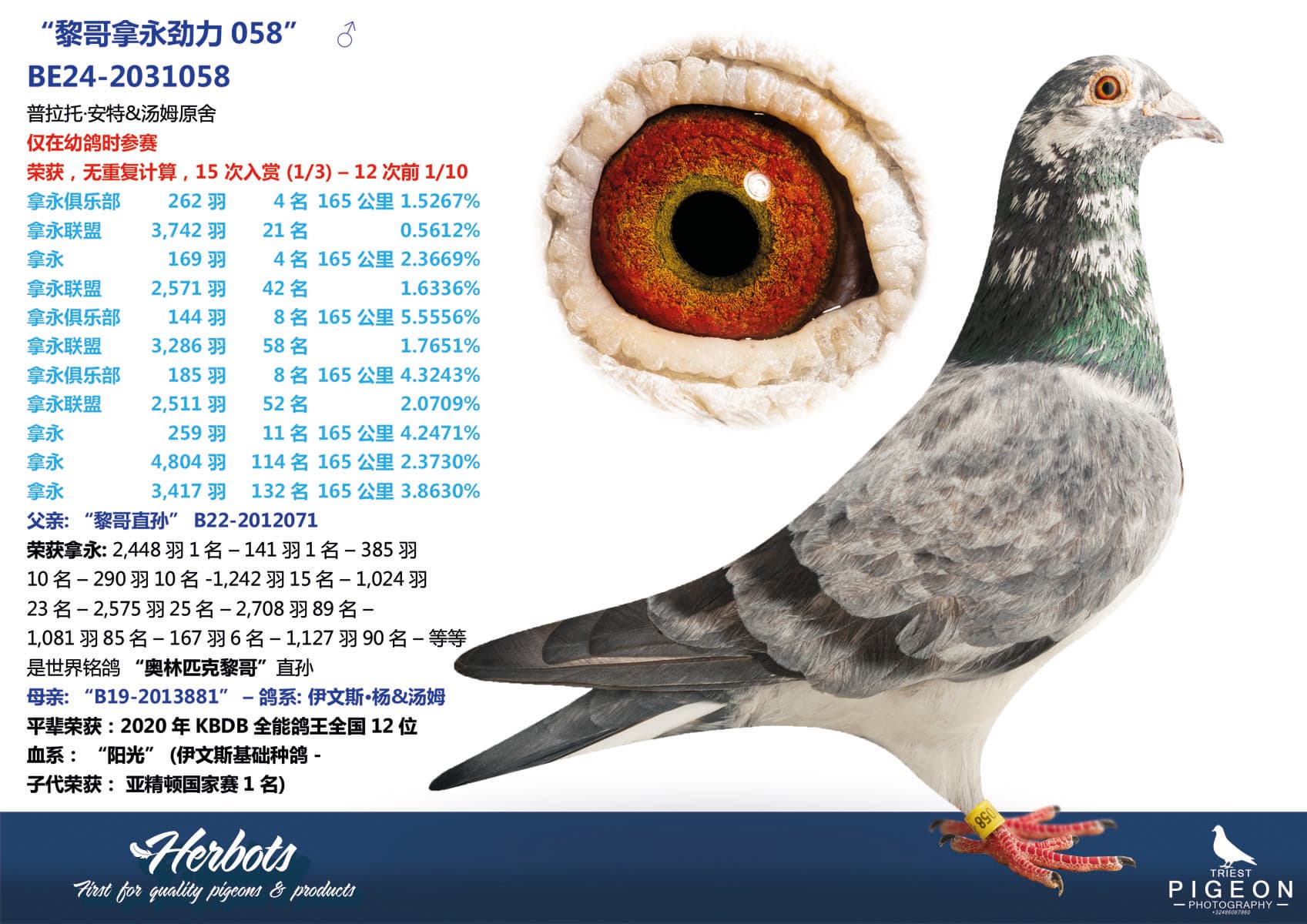 pigeon: undefined