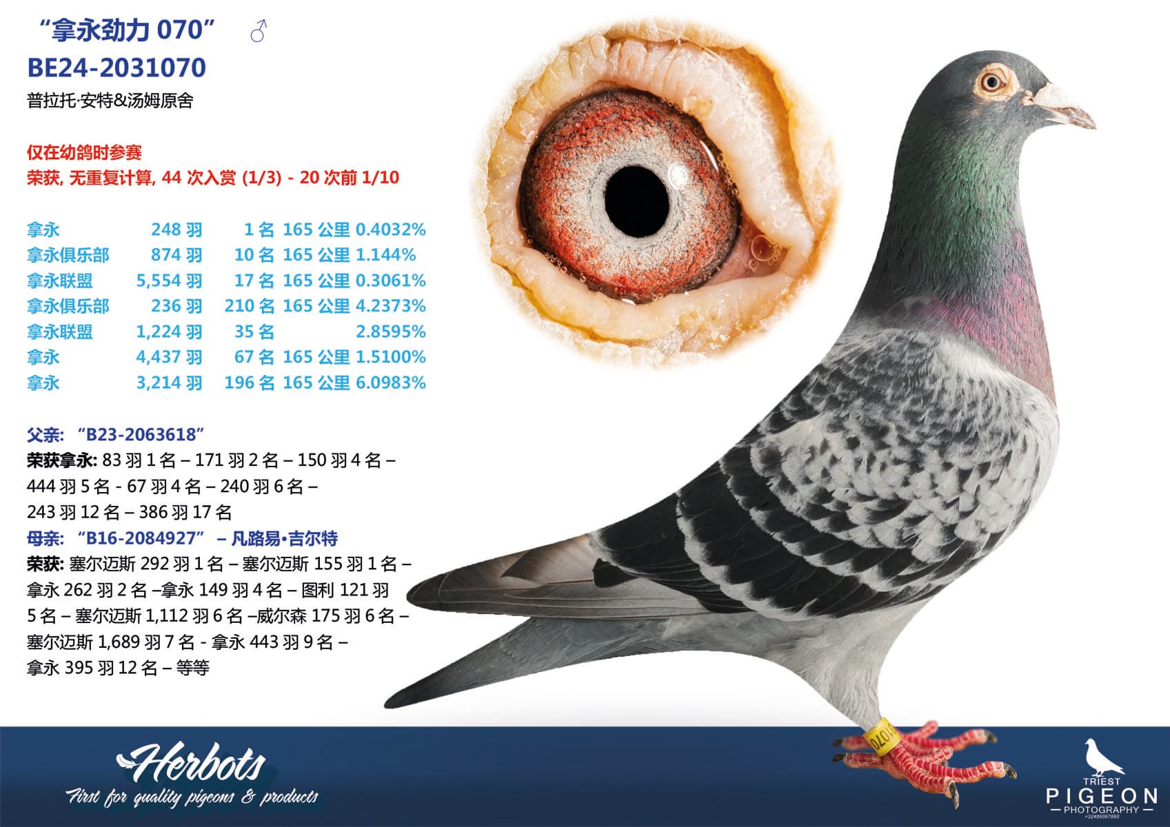 pigeon: undefined