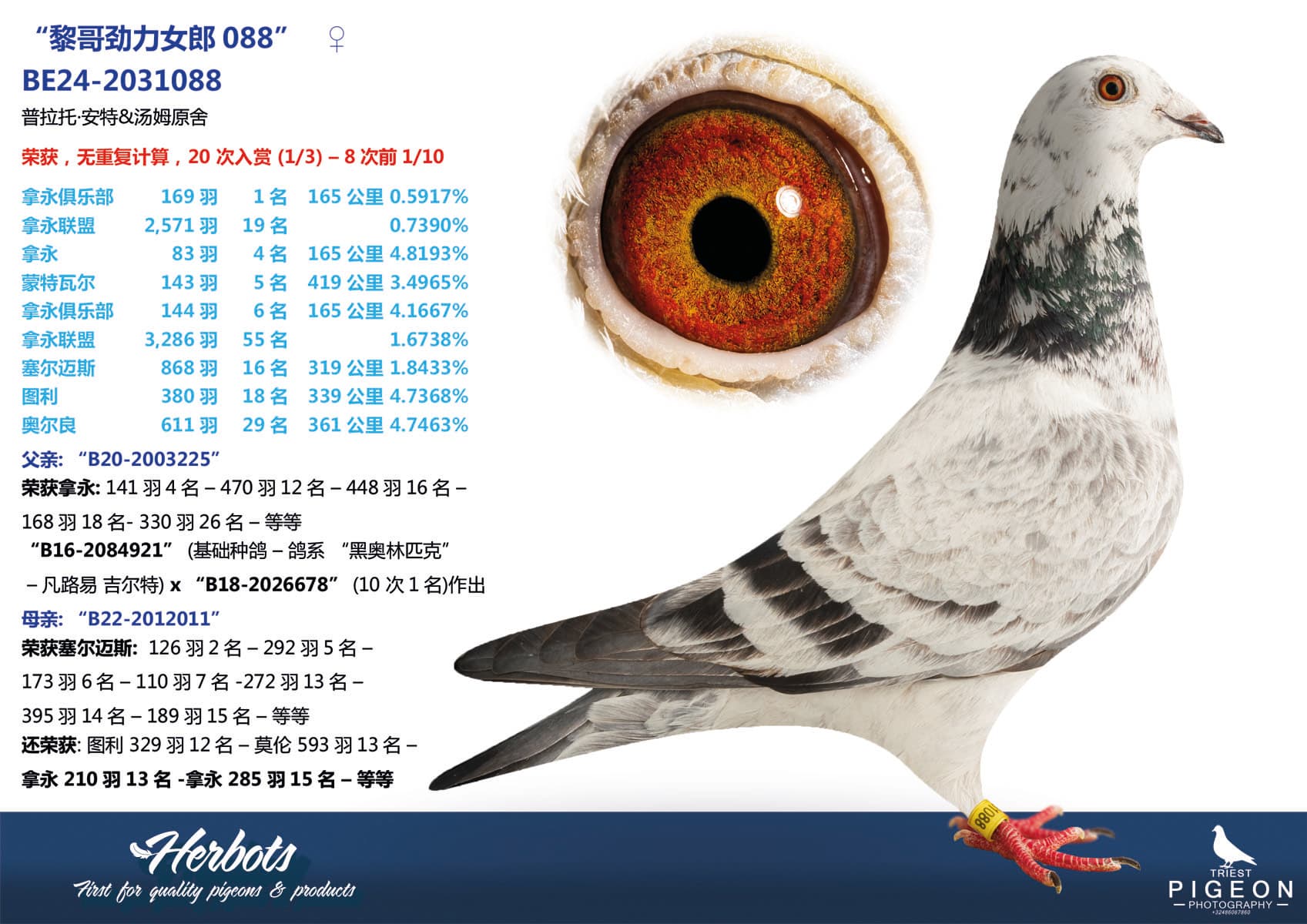 pigeon: undefined