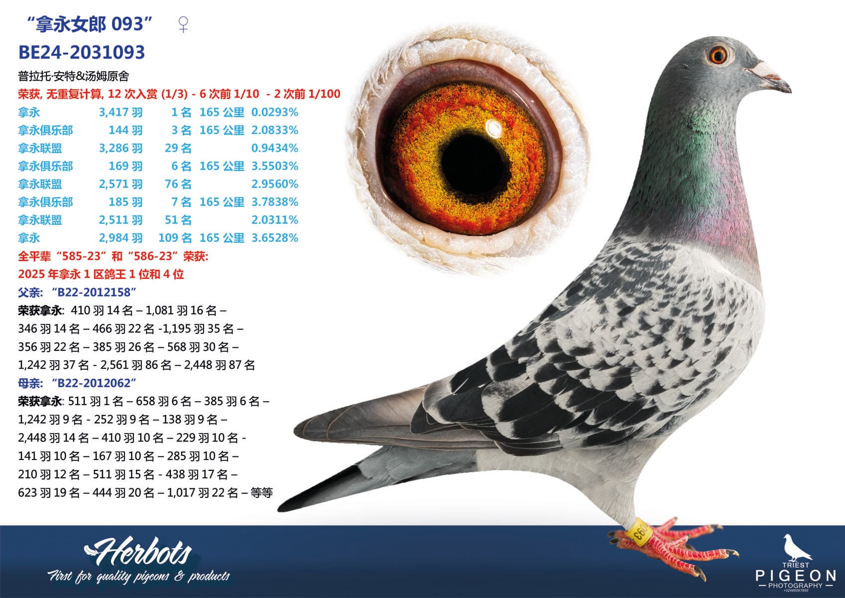 pigeon: undefined