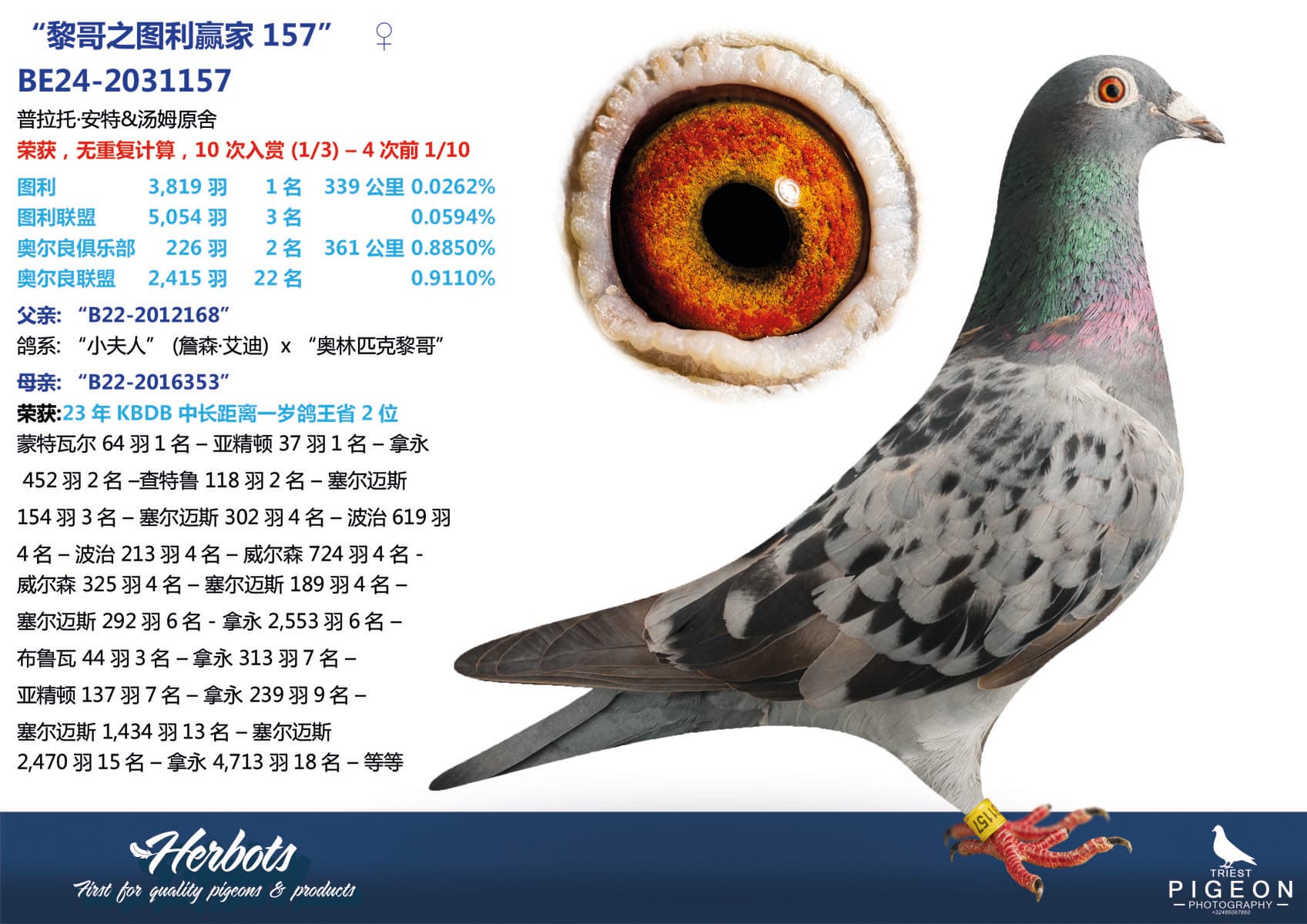 pigeon: undefined