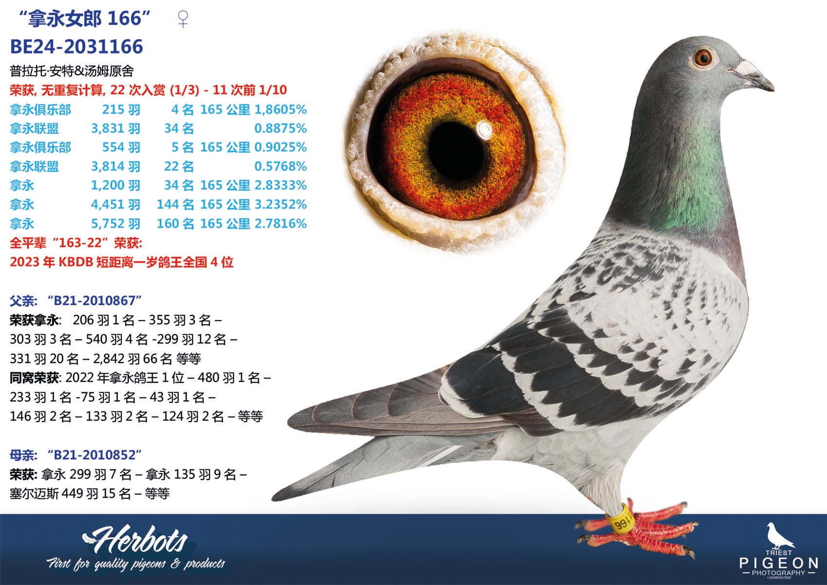 pigeon: undefined
