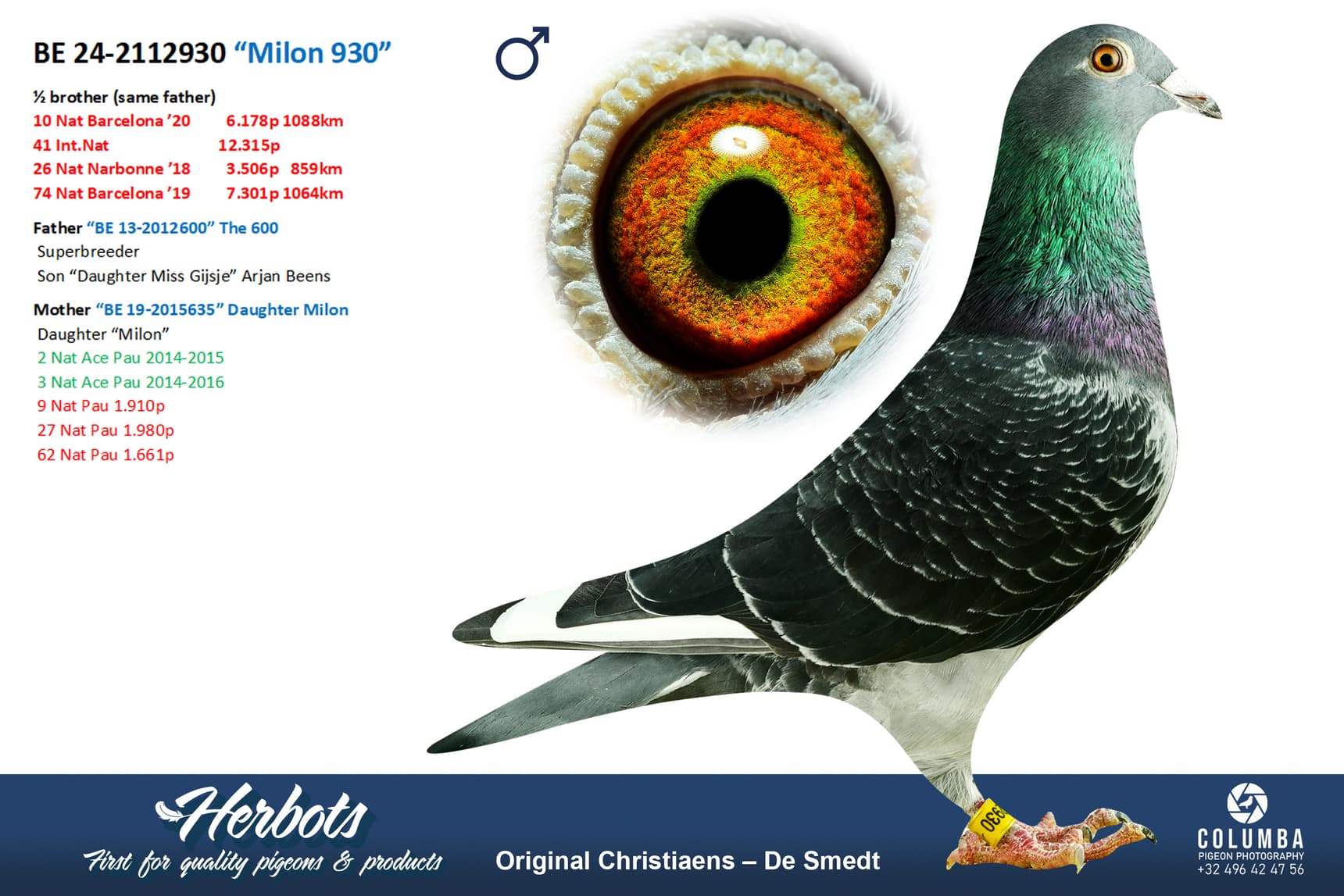 pigeon: undefined