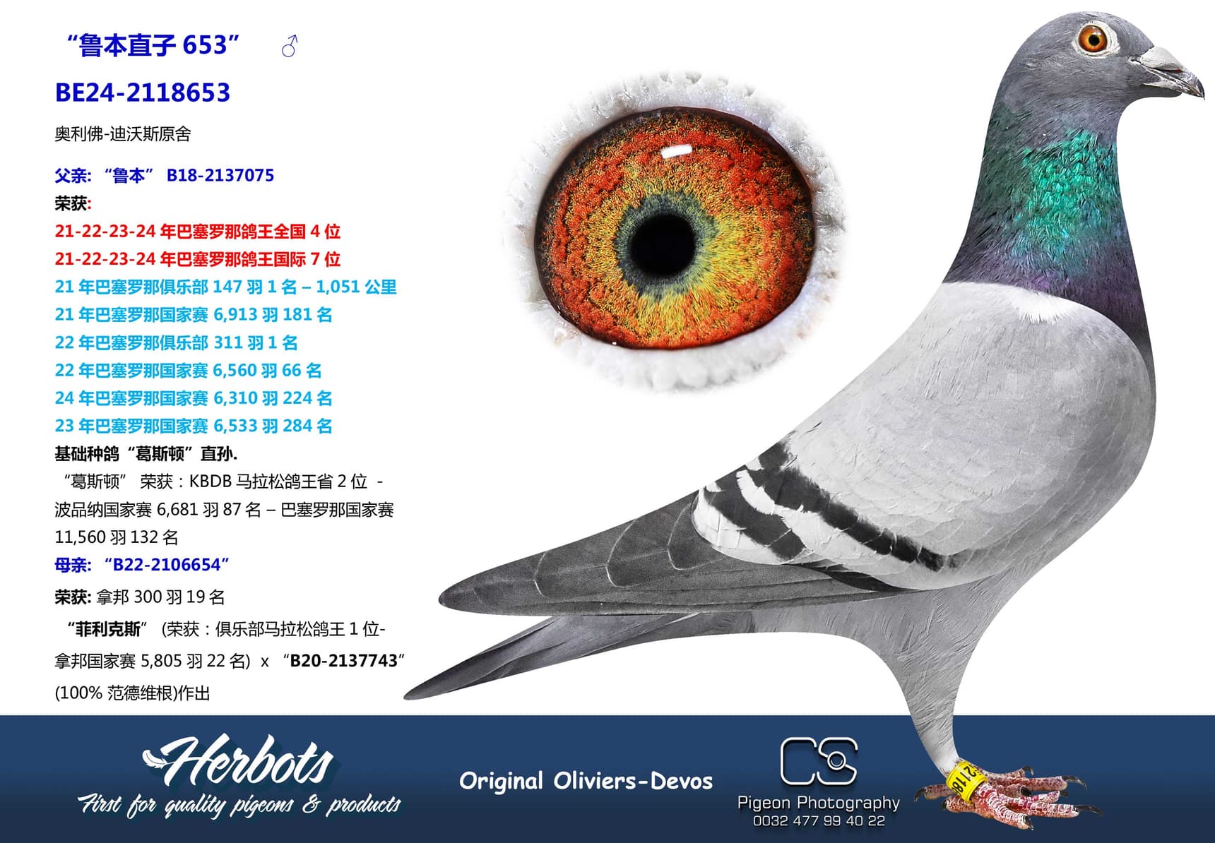 pigeon: undefined