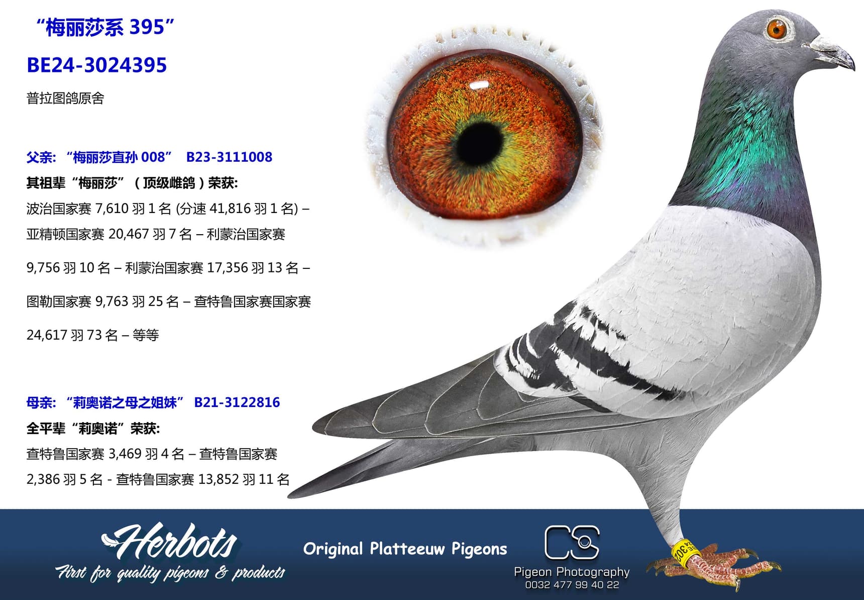 pigeon: undefined