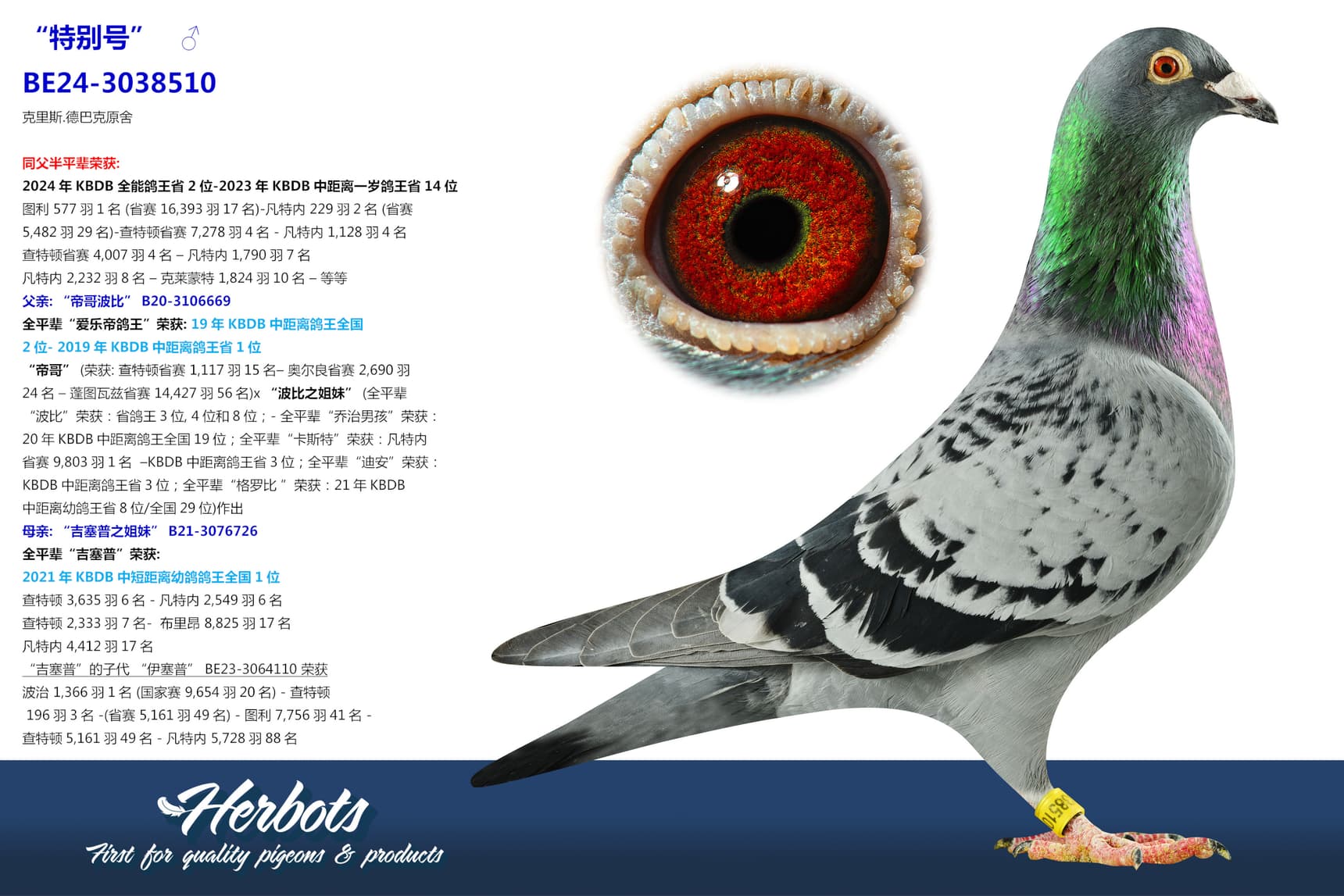 pigeon: undefined