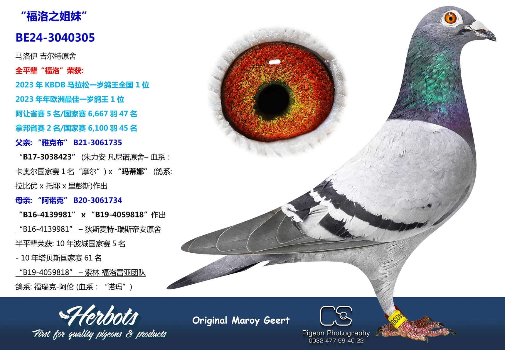 pigeon: undefined