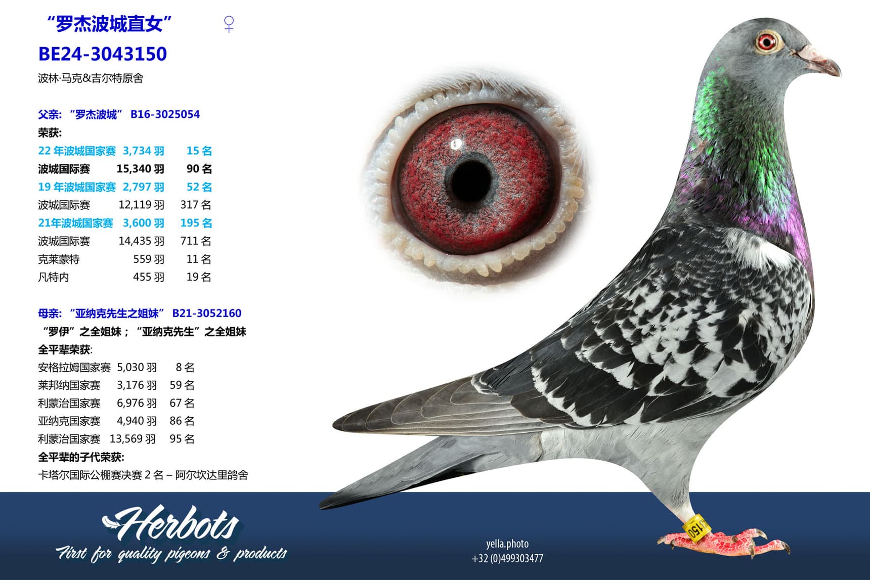 pigeon: undefined