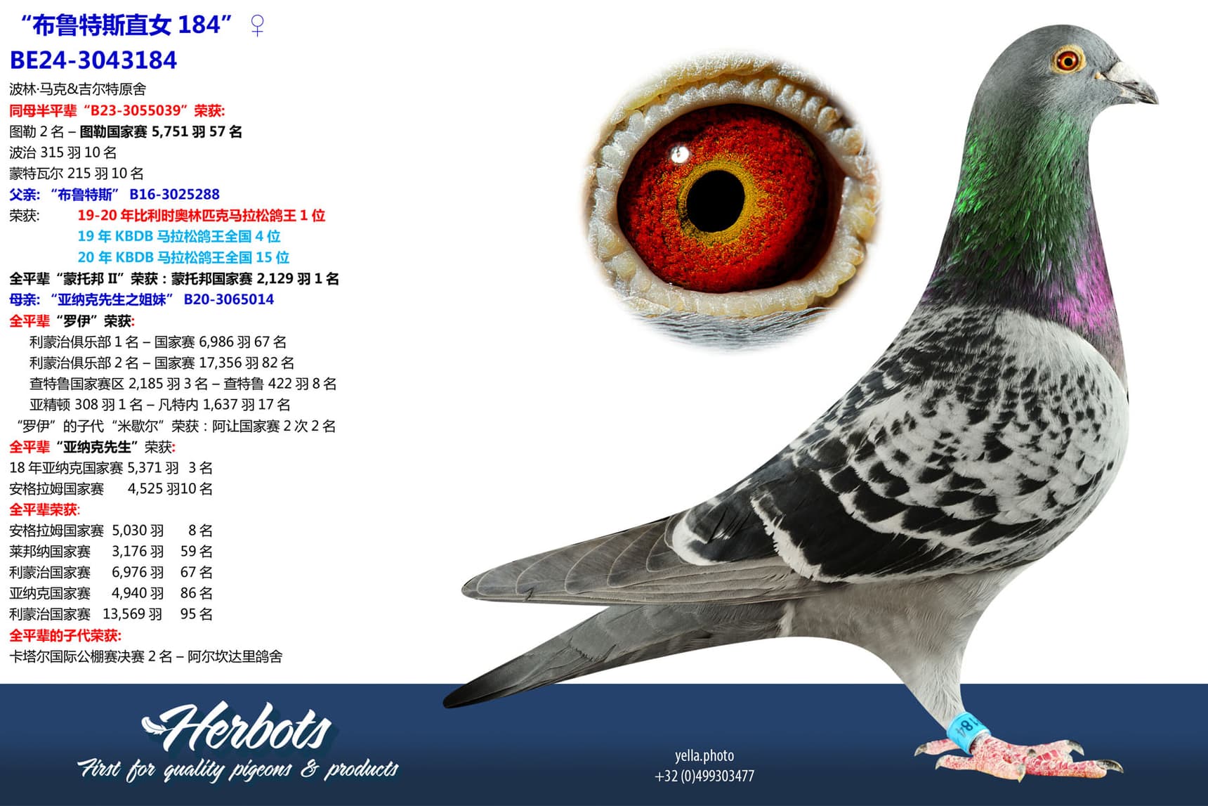pigeon: undefined