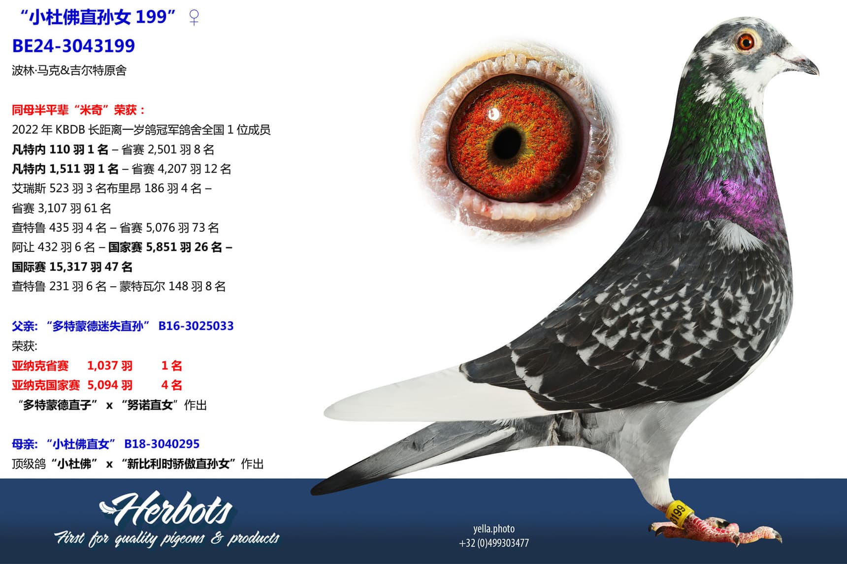 pigeon: undefined