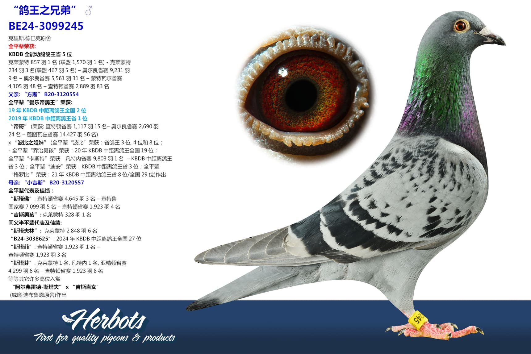 pigeon: undefined